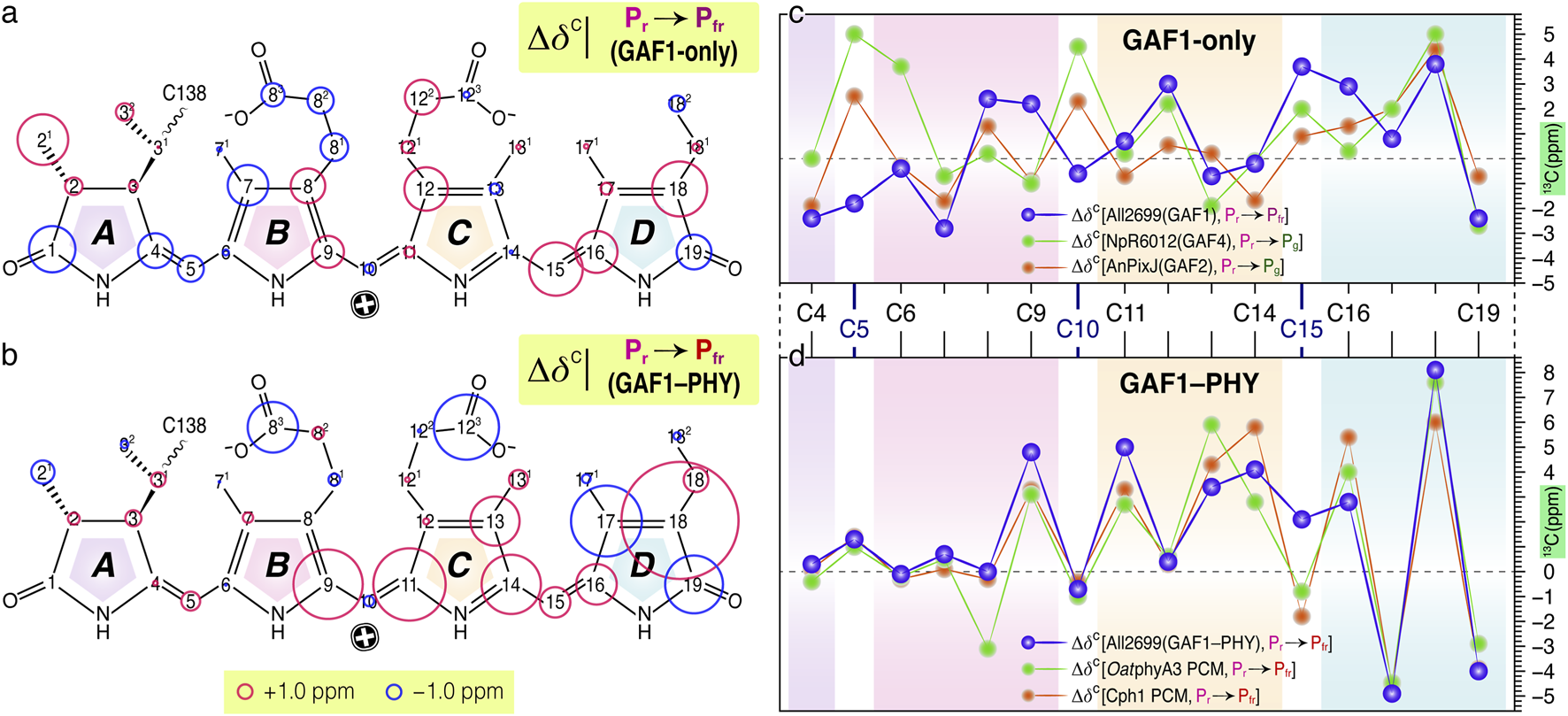 Chemical structures labeled A, B, C, D with annotated carbon atoms. Circles indicate chemical shift changes in parts per million: blue for decrease, red for increase. Graphs show carbon chemical shifts for GAF1-only and GAF1-PHY transitions, with varying data points for each condition. Colored regions differentiate chemical environments.