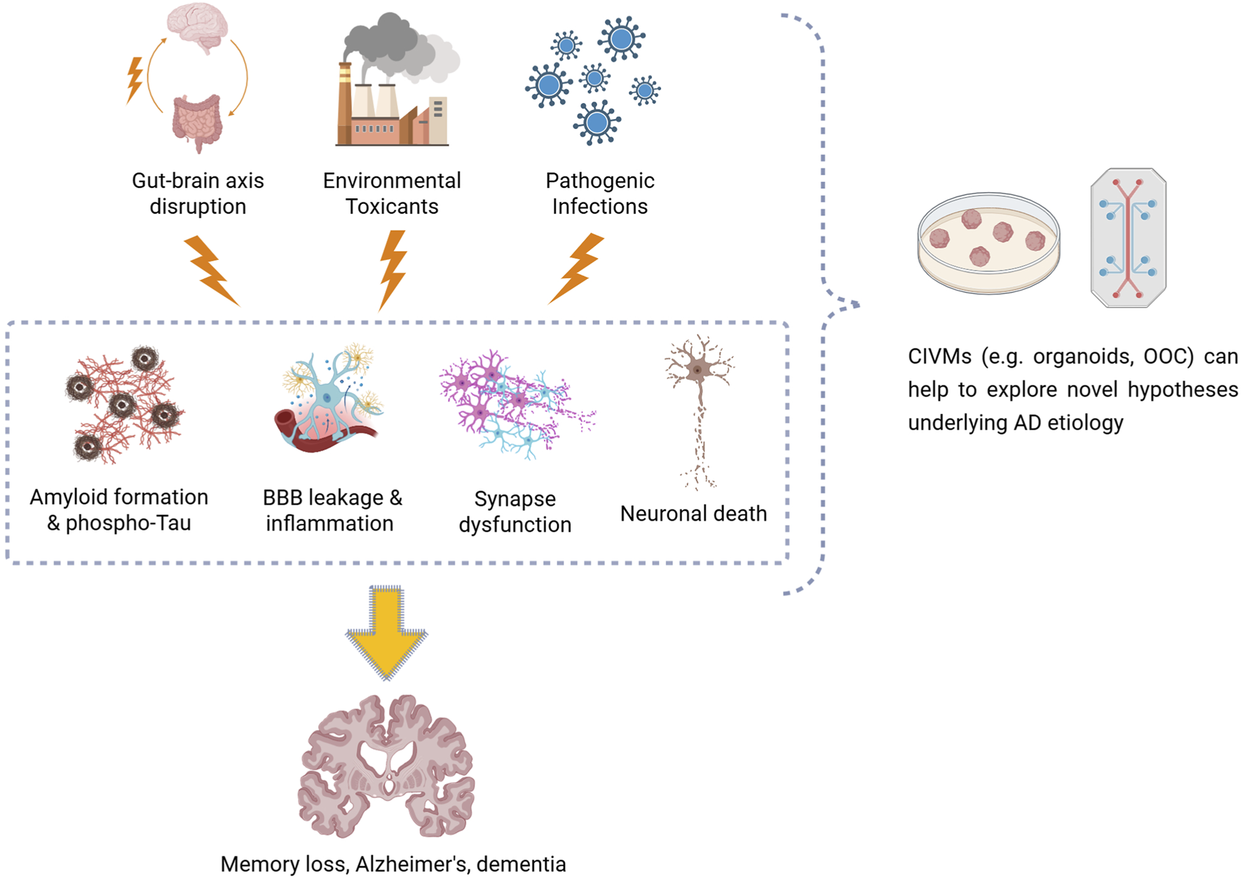 Diagram illustrating factors contributing to Alzheimer's disease. Gut-brain axis disruption, environmental toxicants, and pathogenic infections lead to amyloid formation, blood-brain barrier leakage, synapse dysfunction, and neuronal death, resulting in memory loss, Alzheimer's, and dementia. A sidebar suggests that CIVMs, such as organoids and OOCs, can help explore new hypotheses in Alzheimer's etiology.