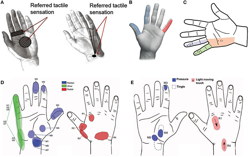 Frontiers  Control of Prosthetic Hands via the Peripheral Nervous