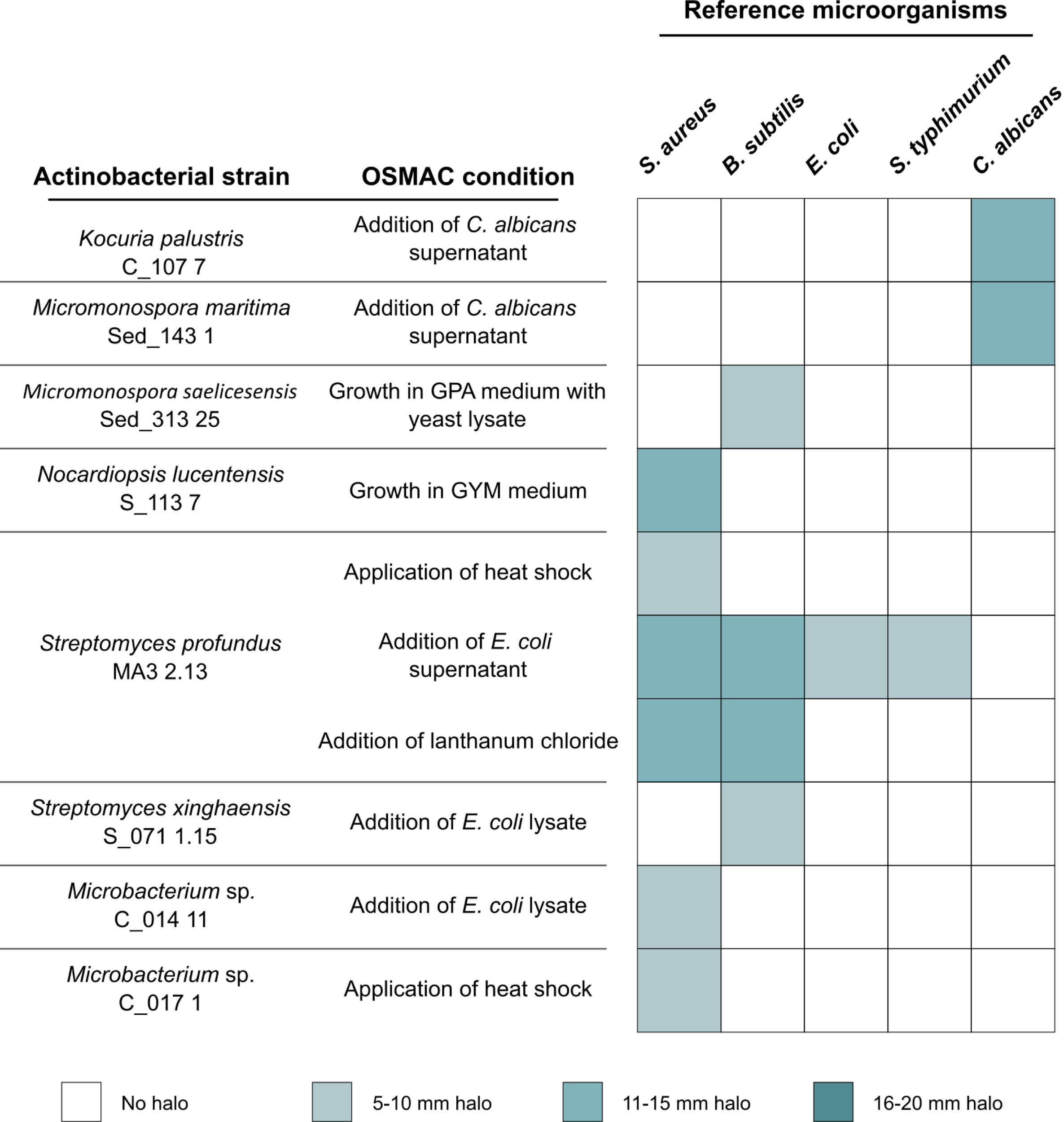 The graph shows the strains of actinobacteria and the corresponding OSMAC condition in which that strain showed antimicrobial activity. The grid indicates the sizes of the halos in relation to the reference microorganisms. Halo sizes are colour-coded: no halo (white), five to ten millimetres (light blue), eleven to fifteen millimetres (medium blue) and sixteen to twenty millimetres (dark blue).
