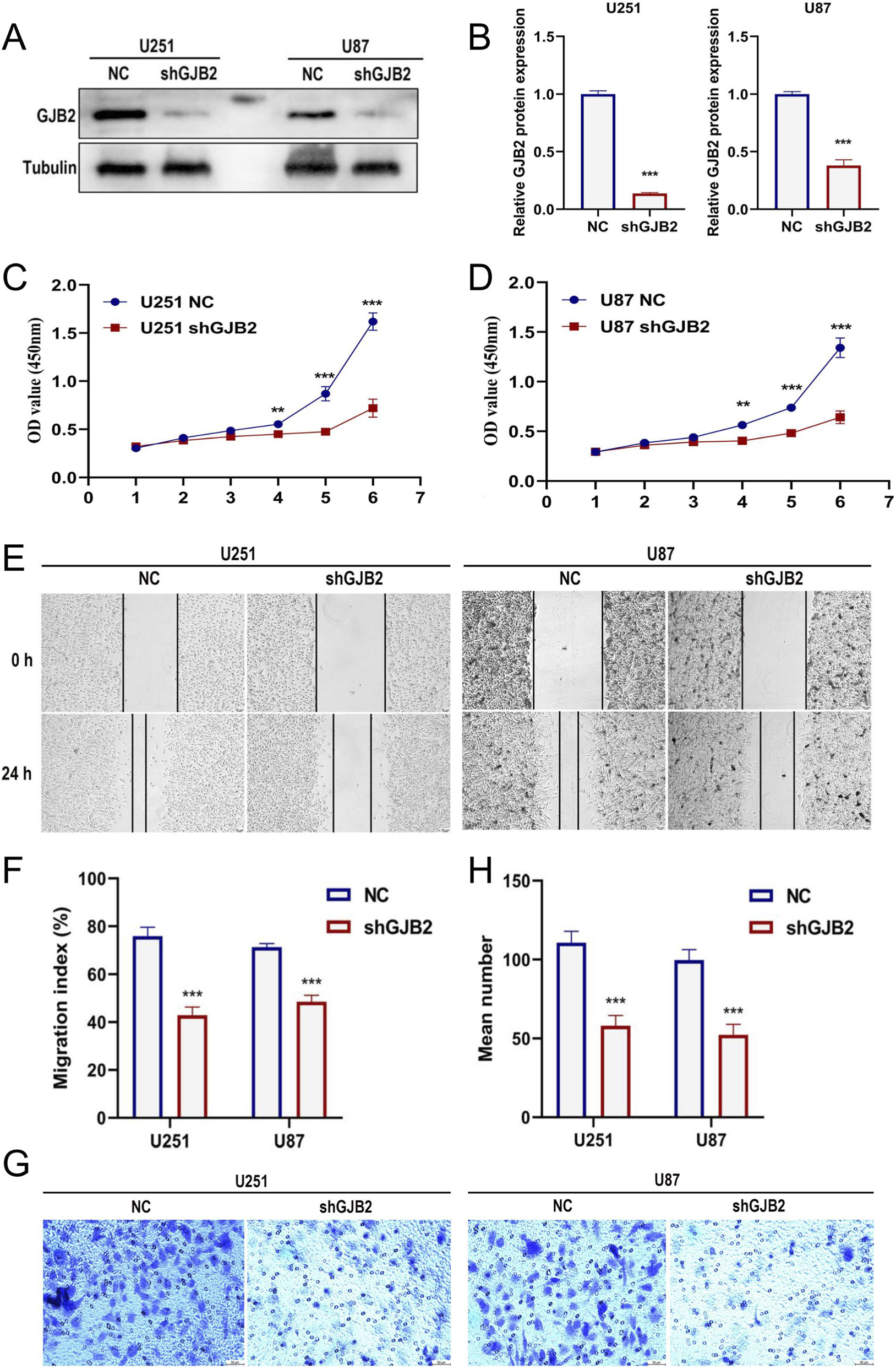 A composite image showing the impact of shGJB2 on U251 and U87 cell lines. Panel A displays Western blots for GJB2 and Tubulin. Panel B presents bar graphs of relative GJB2 protein expression. Panels C and D show growth curves of cell lines, with shGJB2 reducing growth. Panel E depicts wound healing assays at zero and twenty-four hours. Panel F illustrates migration index percentages, indicating reduced migration with shGJB2. Panel G shows stained cell images, and Panel H provides mean number data, both confirming lower cell activity with shGJB2 treatment. Statistical significance is marked by asterisks.