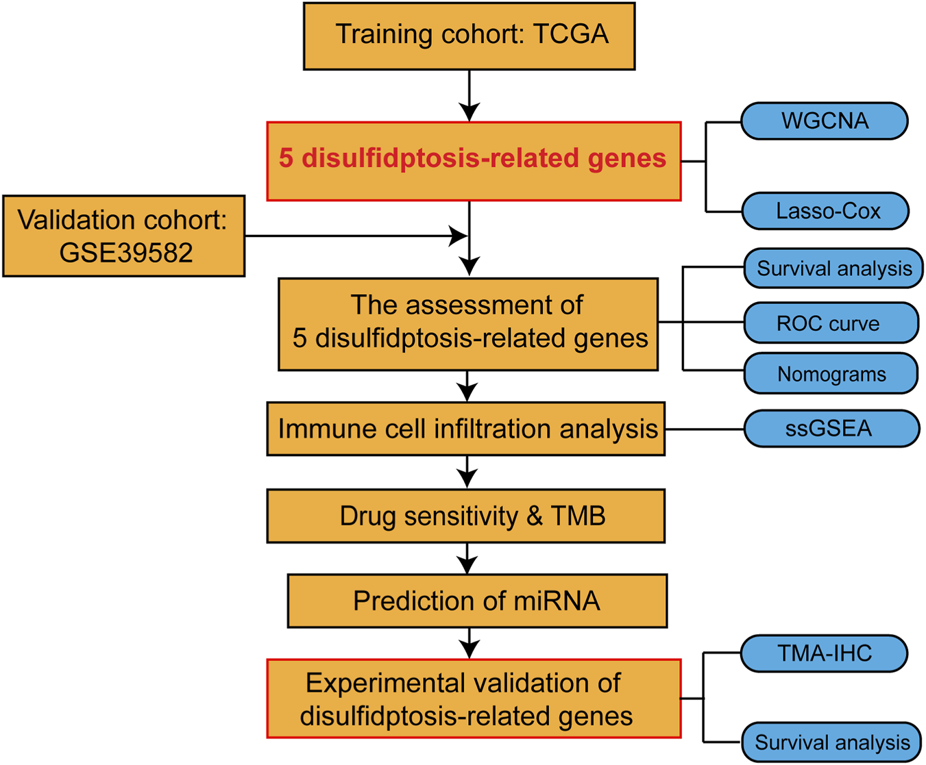 Flowchart depicting the study of five disulfidptosis-related genes. The process begins with the training cohort, TCGA, identifying the genes. It includes validation with cohort GSE39582, gene assessment, immune cell infiltration analysis, drug sensitivity and tumor mutoral burden (TMB), miRNA prediction, and experimental validation. Techniques used are WGCNA, Lasso-Cox, survival analysis, ROC curve, nomograms, ssGSEA, TMA-IHC, and survival analysis.