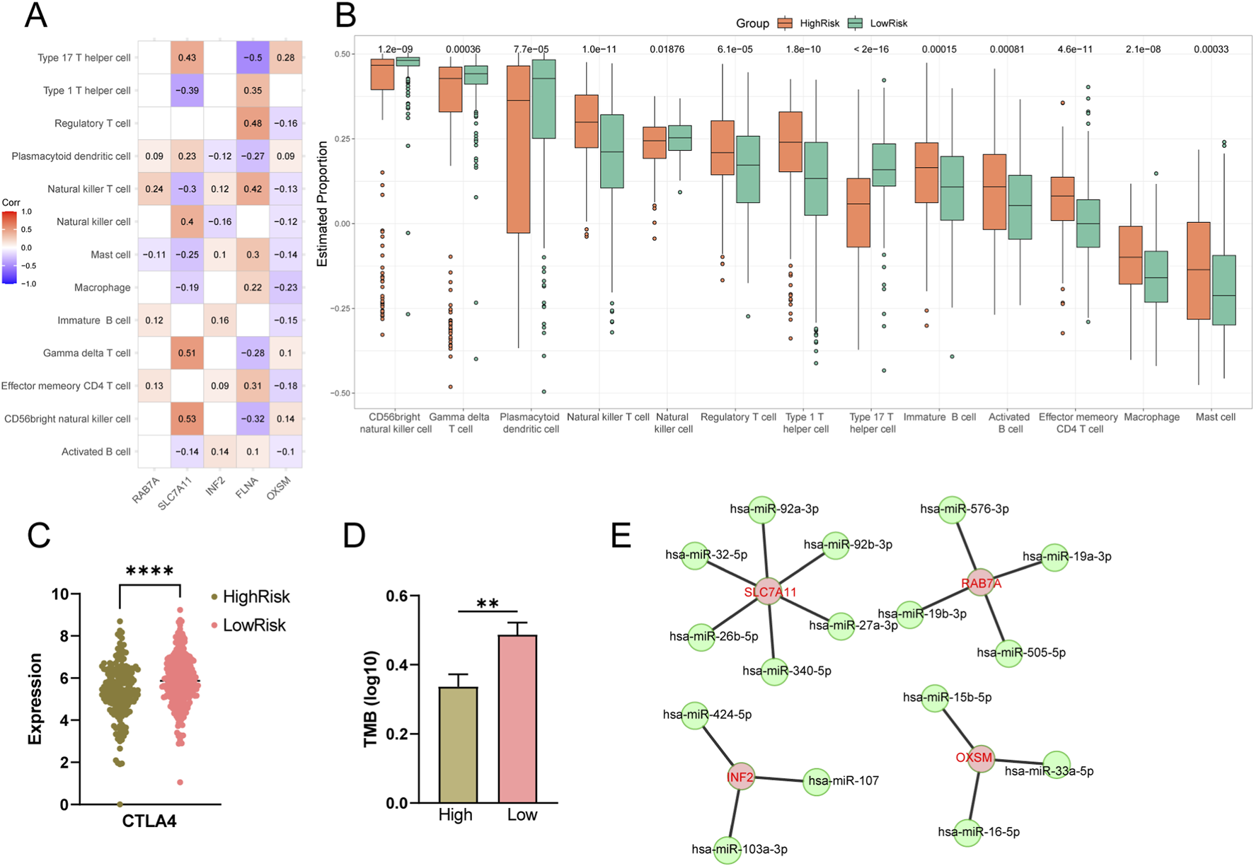 Panel A presents a heatmap showing correlation coefficients between cell types and genes. Panel B features box plots comparing estimated proportions of various cell types between high-risk and low-risk groups. Panel C is a scatter plot comparing CTLA4 expression levels between high-risk and low-risk groups, marked with significance stars. Panel D displays a bar chart comparing TMB (log10) values between high and low groups, with significant differences noted. Panel E shows a network diagram of miRNAs interacting with target genes SLC7A11, RAB7A, NF2, and OXSM.