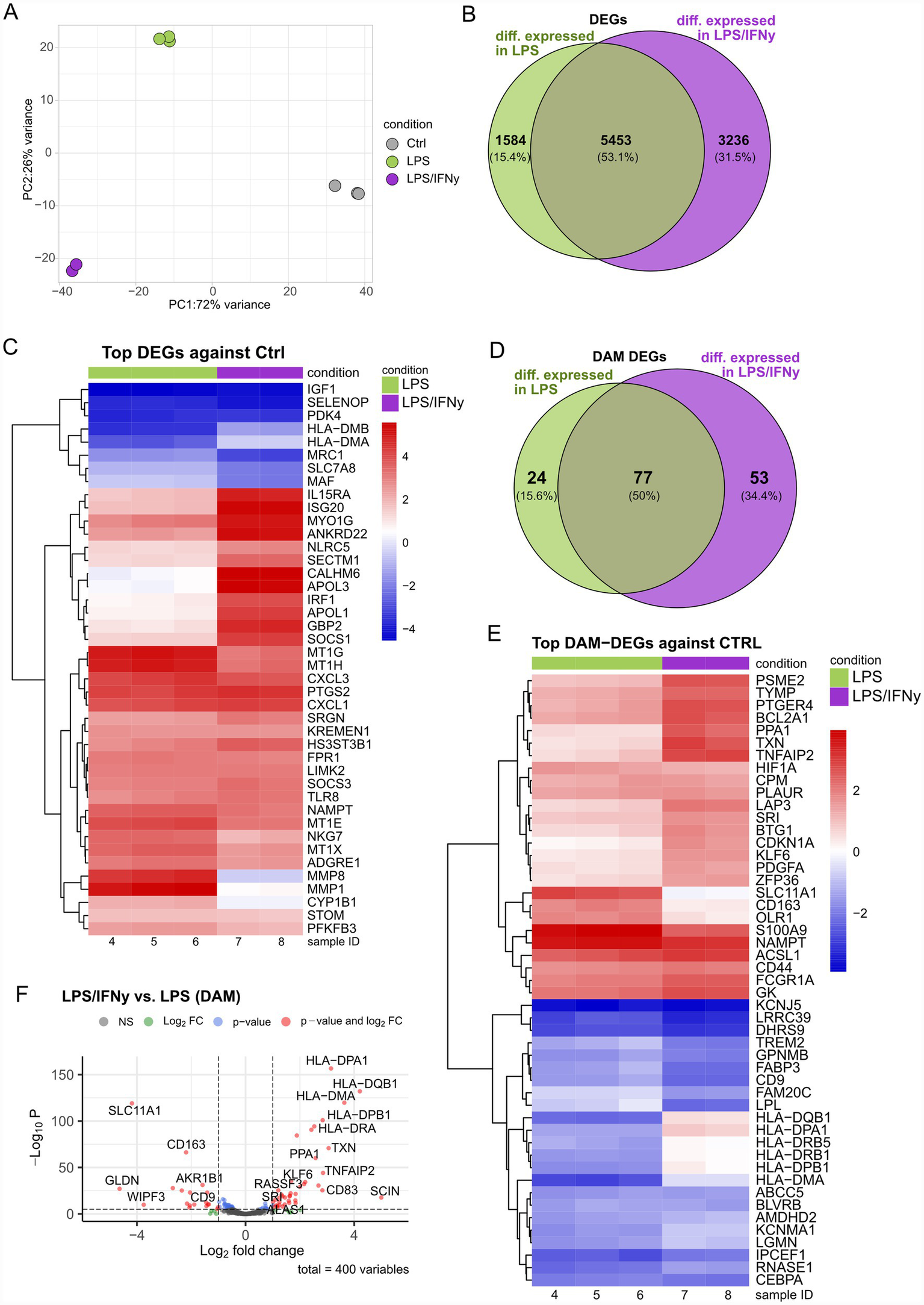 Panel A shows a PCA plot with three conditions: Ctrl (gray), LPS (green), and LPS/IFNy (purple). Panel B displays a Venn diagram of differentially expressed genes (DEGs) in LPS and LPS/IFNy conditions. Panel C is a heatmap of top DEGs against Ctrl for both conditions. Panel D presents a Venn diagram of DAM DEGs in LPS and LPS/IFNy conditions. Panel E is a heatmap of top DAM-DEGs against Ctrl. Panel F shows a volcano plot comparing LPS/IFNy versus LPS, highlighting significant gene changes.