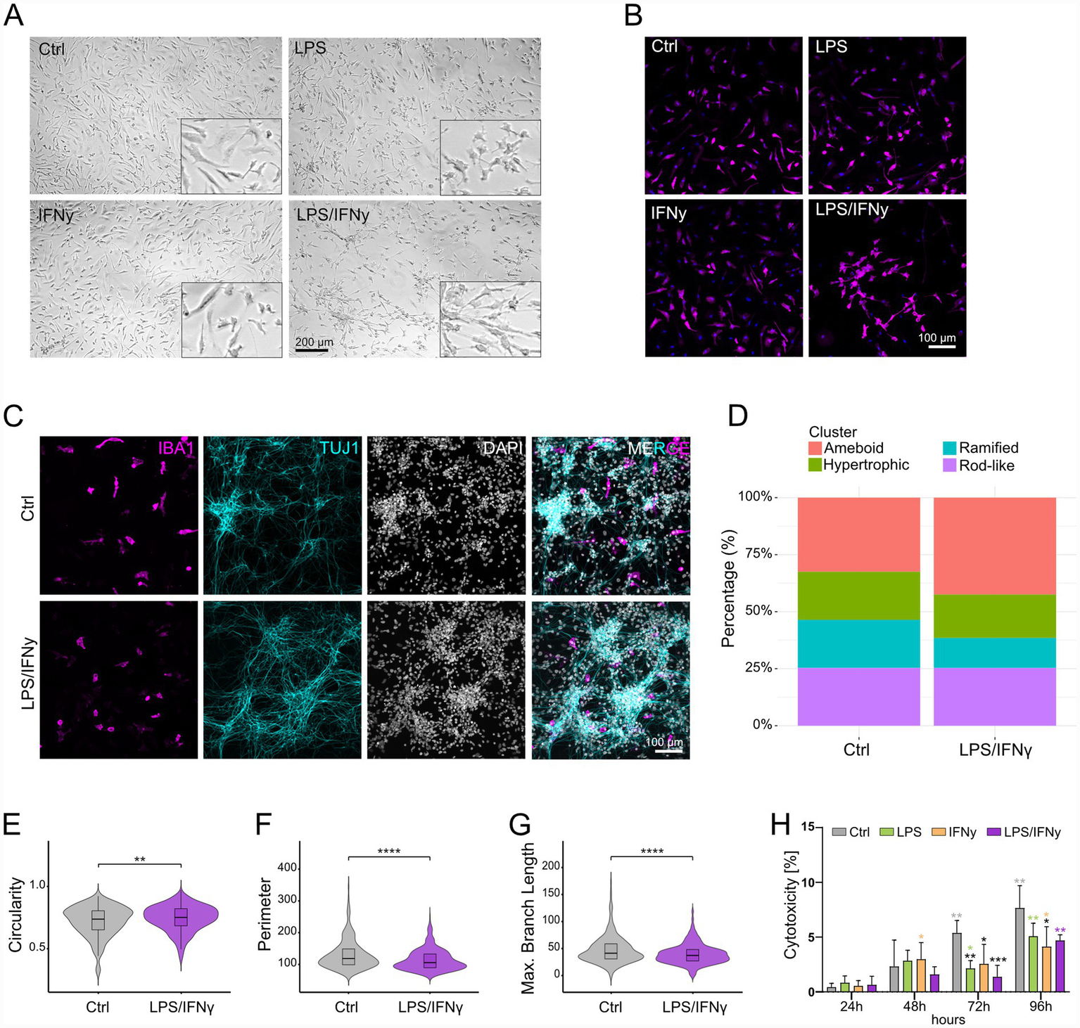 Illustration of immune response pathways in microglia. Panel A shows microglial activation by LPS, IFNγ, and LPS/IFNγ, with cytokine profiles at early, mid, and late stages including IL1B, IL6, TNFA, CXCL8, CXCL10, and CCL2. Panel B details expression changes in LPS, IFNγ, and LPS/IFNγ treatments. OPN secretion decreases in all conditions, CD44 and FUCA1 secretion increases in LPS and LPS/IFNγ. FUCA1, OPN, and APOE secretion decreases in IFNγ. mRNA levels of CD44 increase while TREM2 decreases in LPS and LPS/IFNγ.