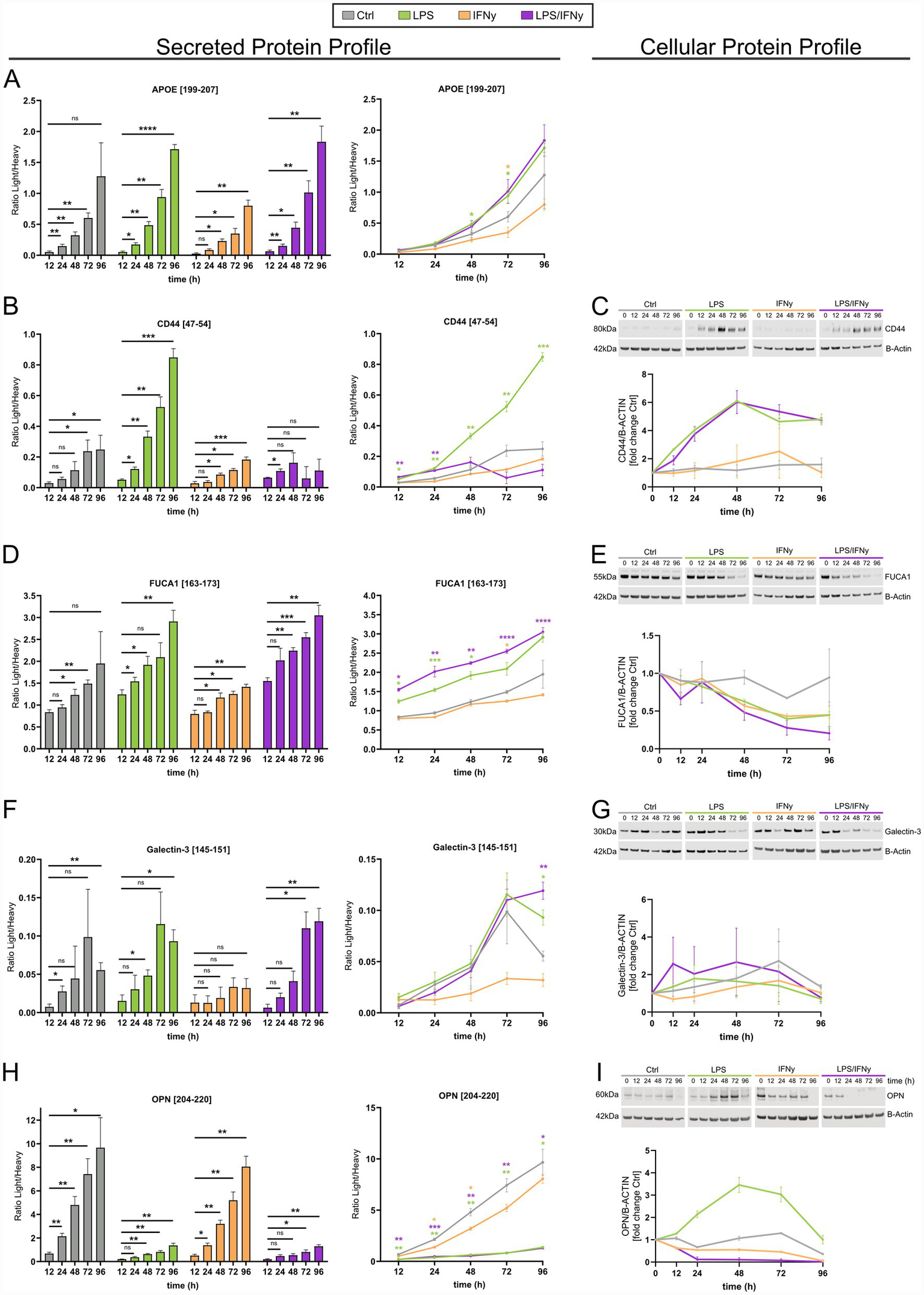 Panel A shows microscopic images of cells under different conditions: Ctrl, LPS, IFNγ, and LPS/IFNγ. Panel B features fluorescent images of cells under the same conditions, highlighting cellular structures. Panel C provides segmented fluorescent images illustrating IBA1, TUJ1, DAPI, and MERGED under Ctrl and LPS/IFNγ conditions. Panel D is a bar graph showing the percentage distribution of cellular classifications: Amoeboid, Hypertrophic, Ramified, and Rod-like for Ctrl and LPS/IFNγ. Panel E, F, and G depict violin plots comparing circularity, perimeter, and maximum branch length between Ctrl and LPS/IFNγ. Panel H presents a bar graph of cytotoxicity percentage over time across different treatments. Scale bars are provided in panels A, B, and C for size reference.