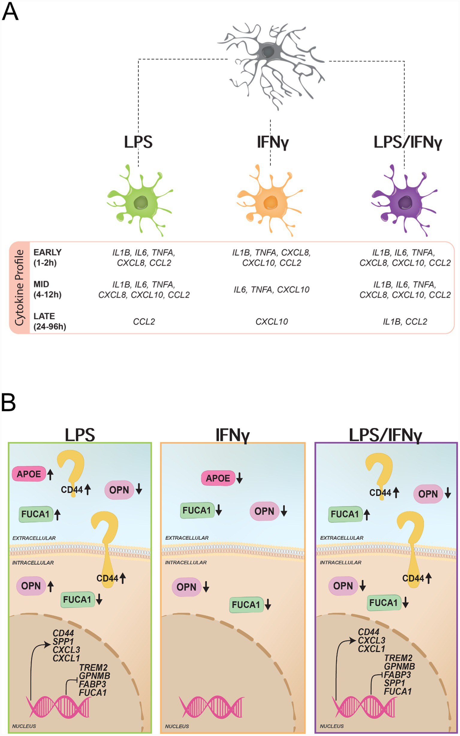 Charts depict the secreted and cellular protein profiles over time, assessing proteins APOE, CD44, FUCA1, Galectin-3, and OPN under control, LPS, IFNγ, and LPS/IFNγ conditions. Bar graphs show protein ratios, while line graphs display changes over 96 hours, illustrating significant variations. Protein bands and blots provide additional data on expression levels.