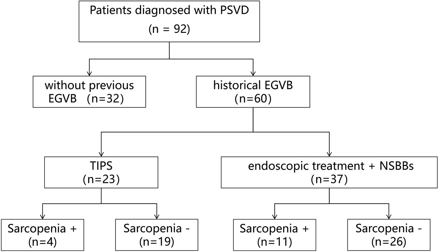 Flowchart showing patient distribution among those diagnosed with PSVD (n=92). They are divided into two groups: without previous EGVB (n=32) and historical EGVB (n=60). The first group leads to TIPS (n=23), further divided into Sarcopenia present (n=4) and absent (n=19). The second group leads to endoscopic treatment plus NSBBs (n=37), divided into Sarcopenia present (n=11) and absent (n=26).