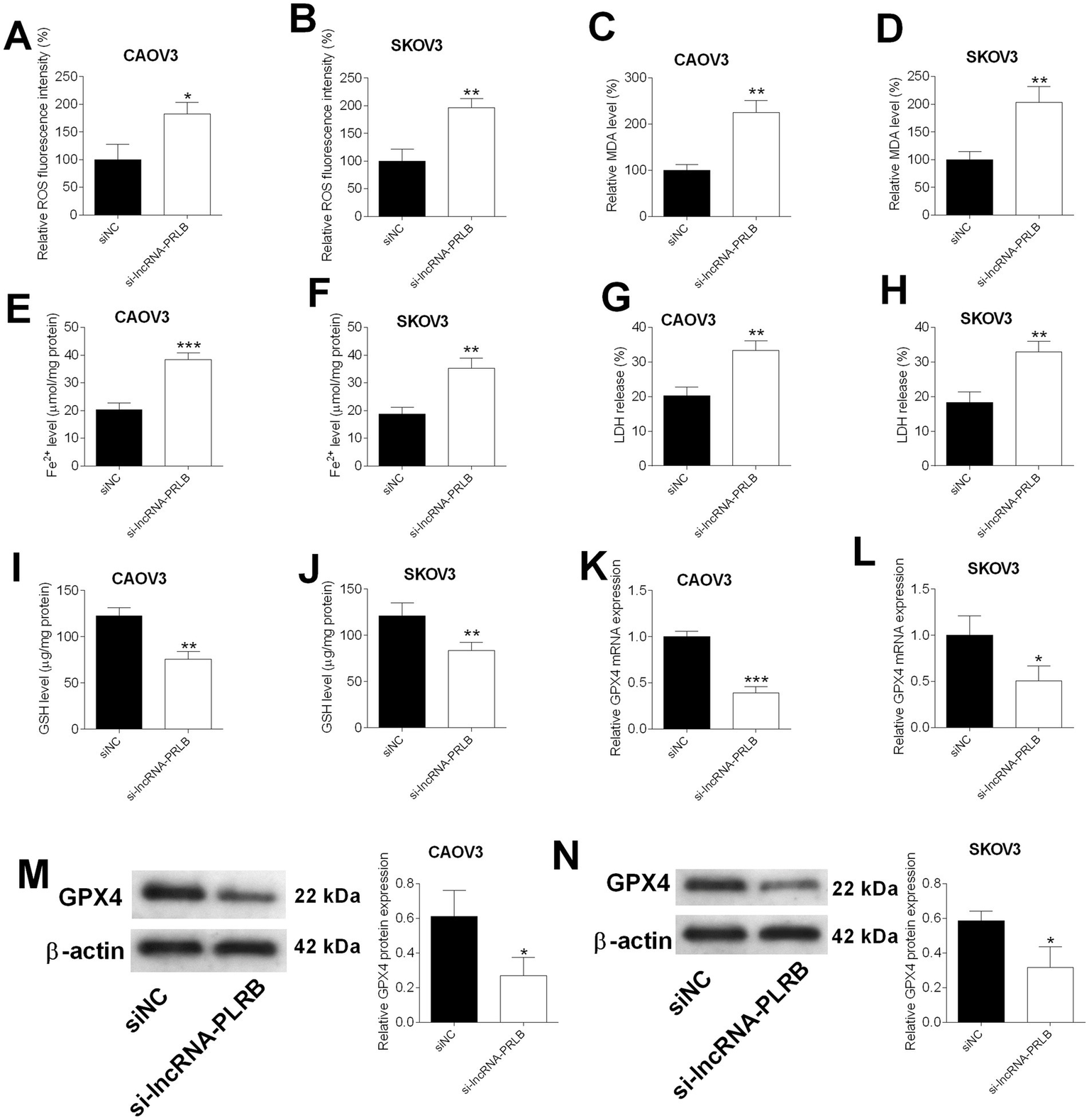 Figure consisting of fifteen panels (A–N) showing bar graphs and western blot images comparing control (siNC) and si-lncRNA-PLRB groups in CAOV3 and SKOV3 cell lines. Bar graphs display significant increases in ROS intensity, MDA level, Fe2+ level, and LDH release, with decreases in GSH level and GPX4 expression in si-lncRNA-PLRB groups. Western blot panels (M, N) show reduced GPX4 protein in si-lncRNA-PLRB groups, with corresponding quantification graphs. Asterisks indicate statistical significance.