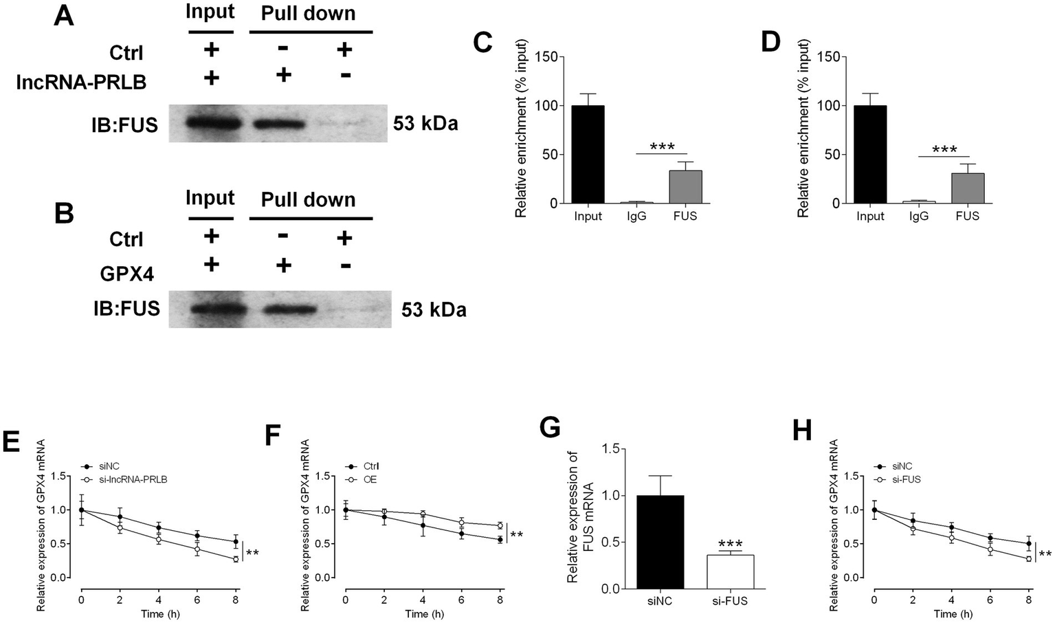 Western blot panels A and B show FUS protein detection in input and pull-down samples with lncRNA-PRLB or GPX4, including controls. Bar graphs C and D display relative FUS enrichment, showing significant differences from input and IgG control. Line graphs E, F, and H illustrate relative GPX4 mRNA expression over time for different gene knockdowns or overexpression. Bar graph G shows decreased FUS mRNA with si-FUS treatment. Statistical significance is indicated by asterisks.