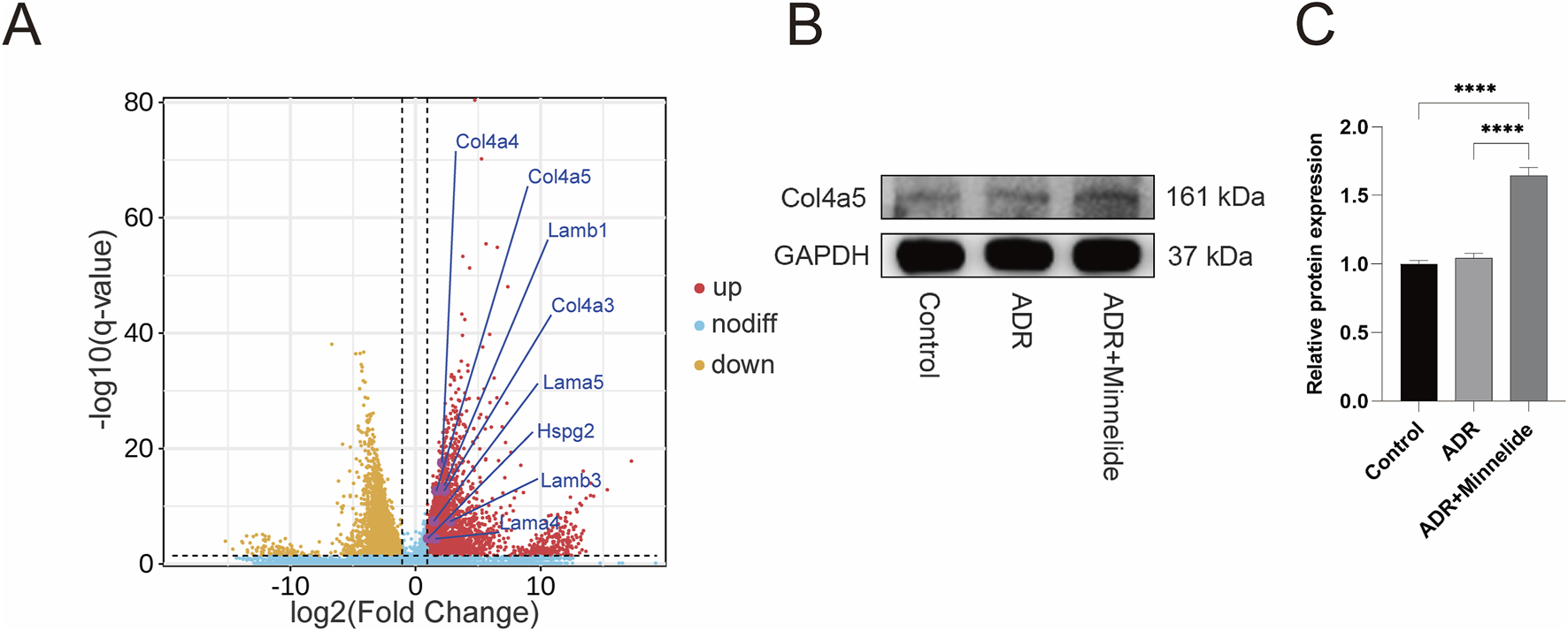 Panel A shows a volcano plot highlighting differential gene expression, with upregulated genes in red, downregulated in yellow, and unchanged in blue; key genes are labeled. Panel B displays a Western blot assessing Col4a5 and GAPDH protein expression in Control, ADR, and ADR plus Minnelide groups. Panel C provides a bar graph quantifying relative Col4a5 protein expression, indicating significant increases in the ADR plus Minnelide group compared to other groups, with significance marked by asterisks.