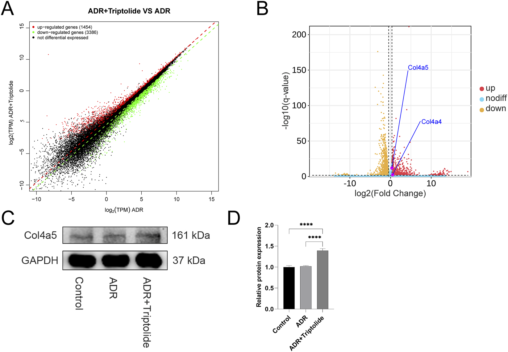 Panel A shows a scatter plot comparing gene expression between ADR and ADR plus triptolide, with up-regulated genes in red, down-regulated in green, and non-differentially expressed in black. Panel B is a volcano plot displaying fold change and significance of gene expression, highlighting Col4a4 and Col4a5. Panel C presents a western blot for Col4a5 and GAPDH across control, ADR, and ADR plus triptolide groups. Panel D is a bar graph quantifying relative protein expression, showing statistically significant increases in the ADR plus triptolide group.