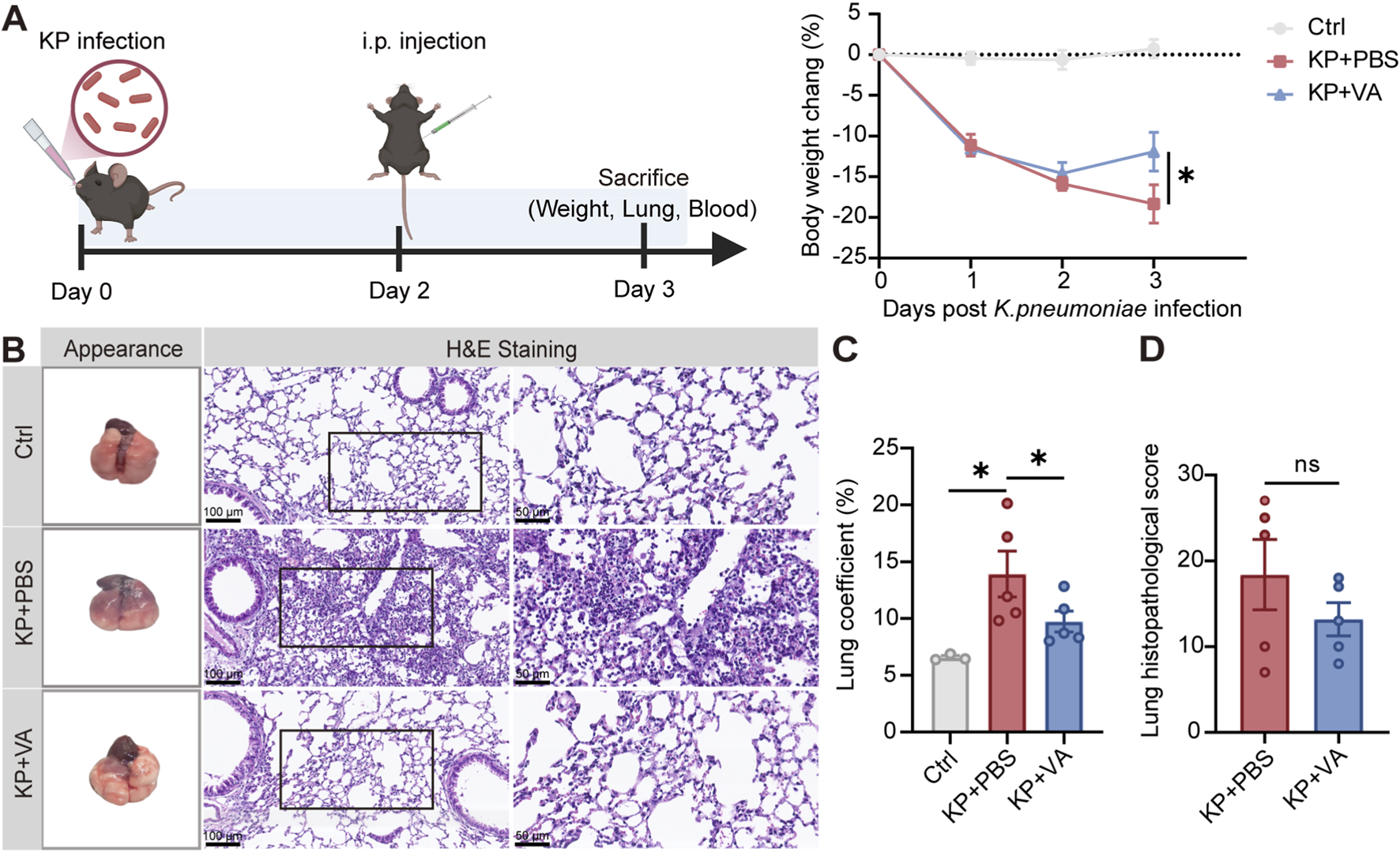 Diagram showing a study on mice infected with Klebsiella pneumoniae (KP). Panel A illustrates the experimental timeline: infection on Day 0, injection on Day 2, and sacrifice on Day 3, with measured body weight changes. Panel B compares lung appearance and histology across control (Ctrl), KP+PBS, and KP+VA groups, with H&E staining showing lung tissue details. Panels C and D present bar graphs of lung coefficient percentages and histopathological scores, respectively, indicating significant differences among treatment groups, with statistical significance marked by asterisks.