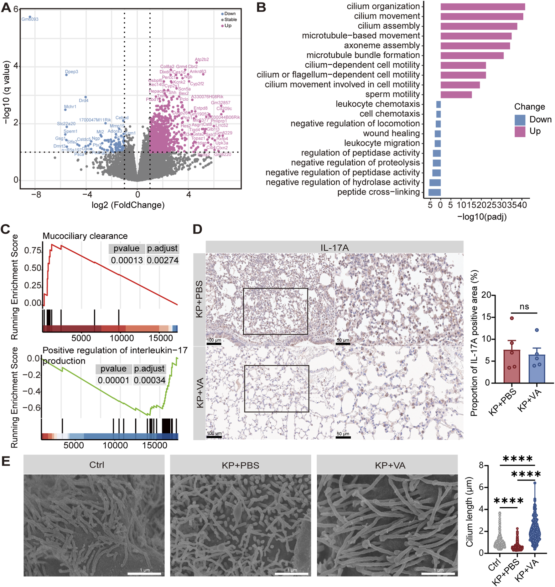 A composite image featuring multiple scientific charts and micrographs:A. A volcano plot shows gene expression changes, with points colored by significance (blue for downregulated, pink for upregulated) against fold change.B. A bar chart lists biological processes affected, with a distinction between upregulated (pink) and downregulated (blue) processes, based on -log10(padj).C. Enrichment plots show pathways for mucociliary clearance and interleukin-17 production, with significant p-values noted.D. Two histological images display IL-17A staining in lung tissue, comparing KP+PBS and KP+VA treatments, and a bar chart showing IL-17A positive area percentages.E. Scanning electron micrographs depict ciliary structures under different conditions (Ctrl, KP+PBS, KP+VA) with a chart indicating variations in cilium length.