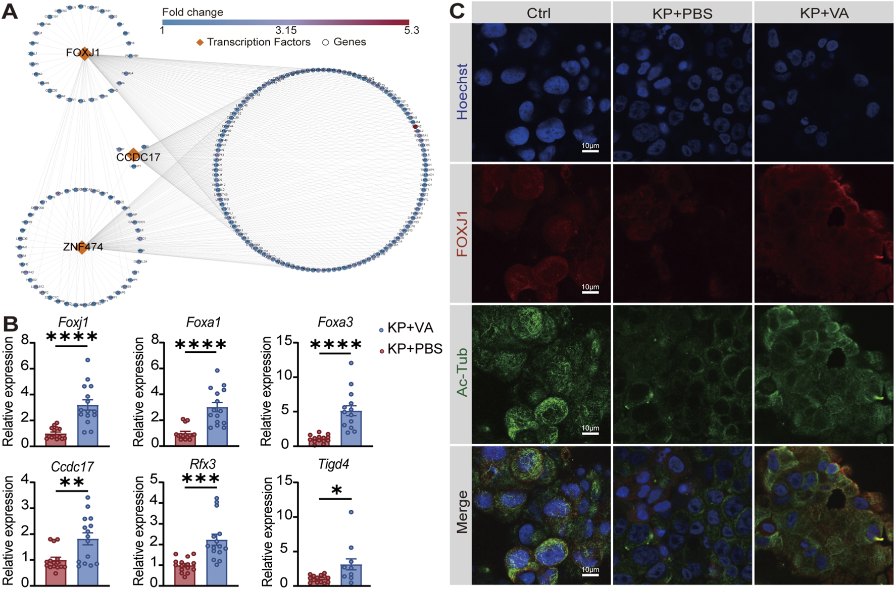 Panel A shows a network diagram with transcription factors FOXJ1, CCDC17, and ZNF474 connected to numerous genes, indicating fold changes. Panel B contains bar graphs comparing relative gene expression levels of Foxj1, Foxa1, Foxa3, Ccdc17, Rfx3, and Tigd4, showing significant differences with statistical markers. Panel C provides microscopy images of control, KP+PBS, and KP+VA conditions, stained with Hoechst, FOXJ1, Acetylated Tubulin, and merged overlays, demonstrating cellular changes under each condition at a scale of 10 micrometers.