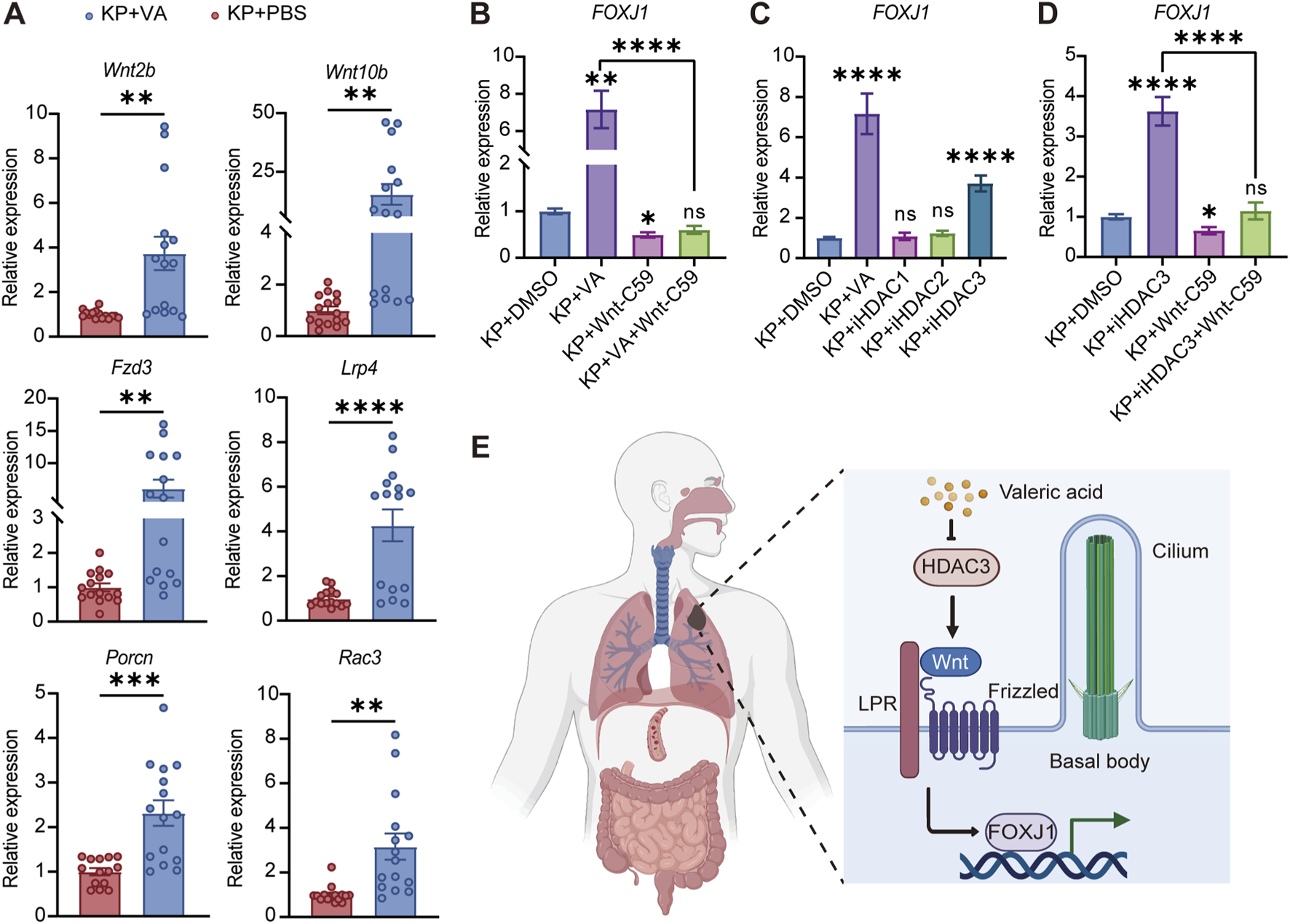 Graphs show relative expression levels of genes Wnt2b, Wnt10b, Fzd3, Lrp4, Porcn, and Rac3 in KP+VA and KP+PBS groups, indicating significant differences. Additional graphs display FOXJ1 expression under various conditions, highlighting inhibitory effects. An illustration depicts the human respiratory and digestive system with a zoomed-in diagram of Valeric acid impacting HDAC3, Wnt signaling, and FOXJ1 expression in cilia functionality.