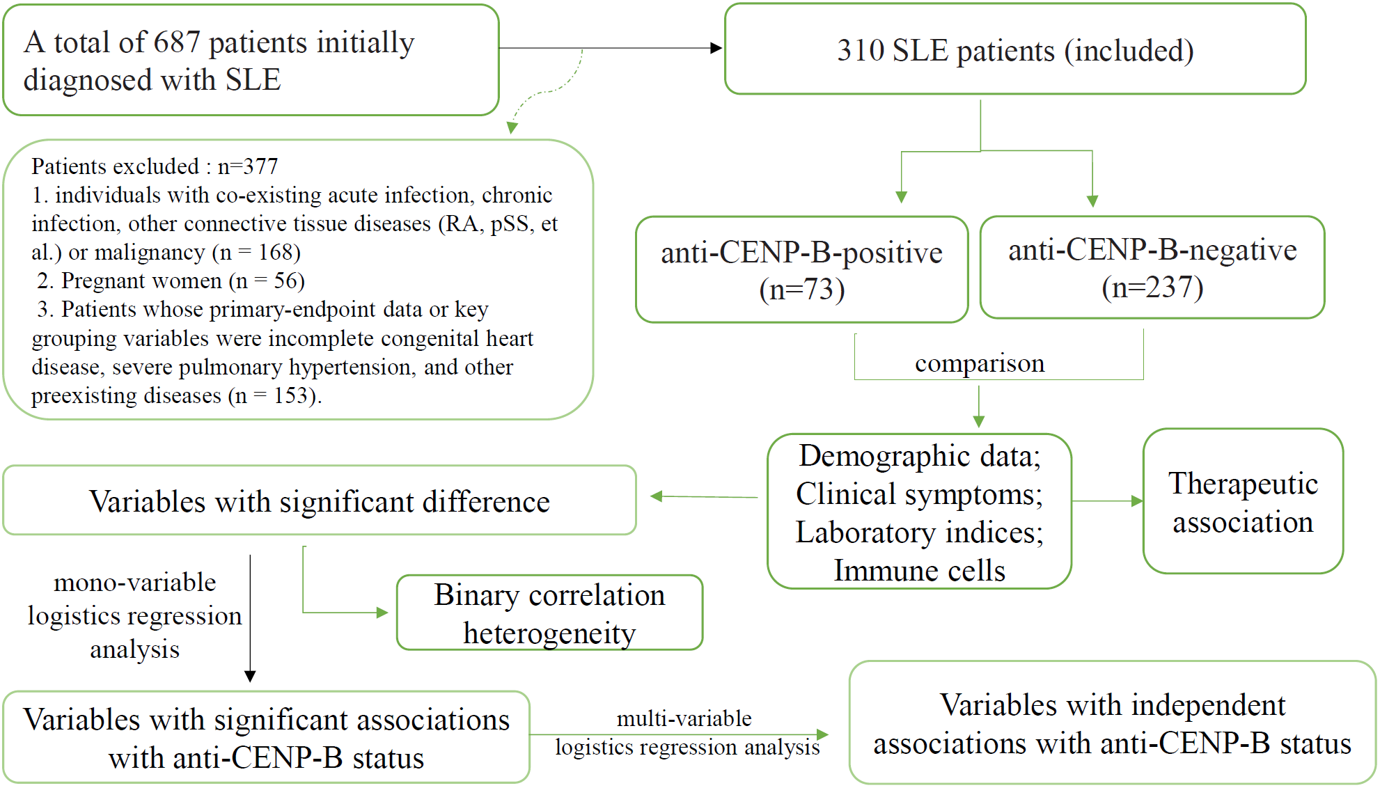 Flowchart illustrating the analysis of 687 initially diagnosed SLE patients, of which 377 were excluded. The included 310 patients are divided into anti-CENP-B-positive (73) and anti-CENP-B-negative (237) groups. A comparison of demographic data, clinical symptoms, laboratory indices, and immune cells is conducted. Variables with significant differences undergo mono-variable logistic regression analysis for binary correlation heterogeneity and therapeutic association. Significant associations with anti-CENP-B status are determined through multi-variable logistic regression.