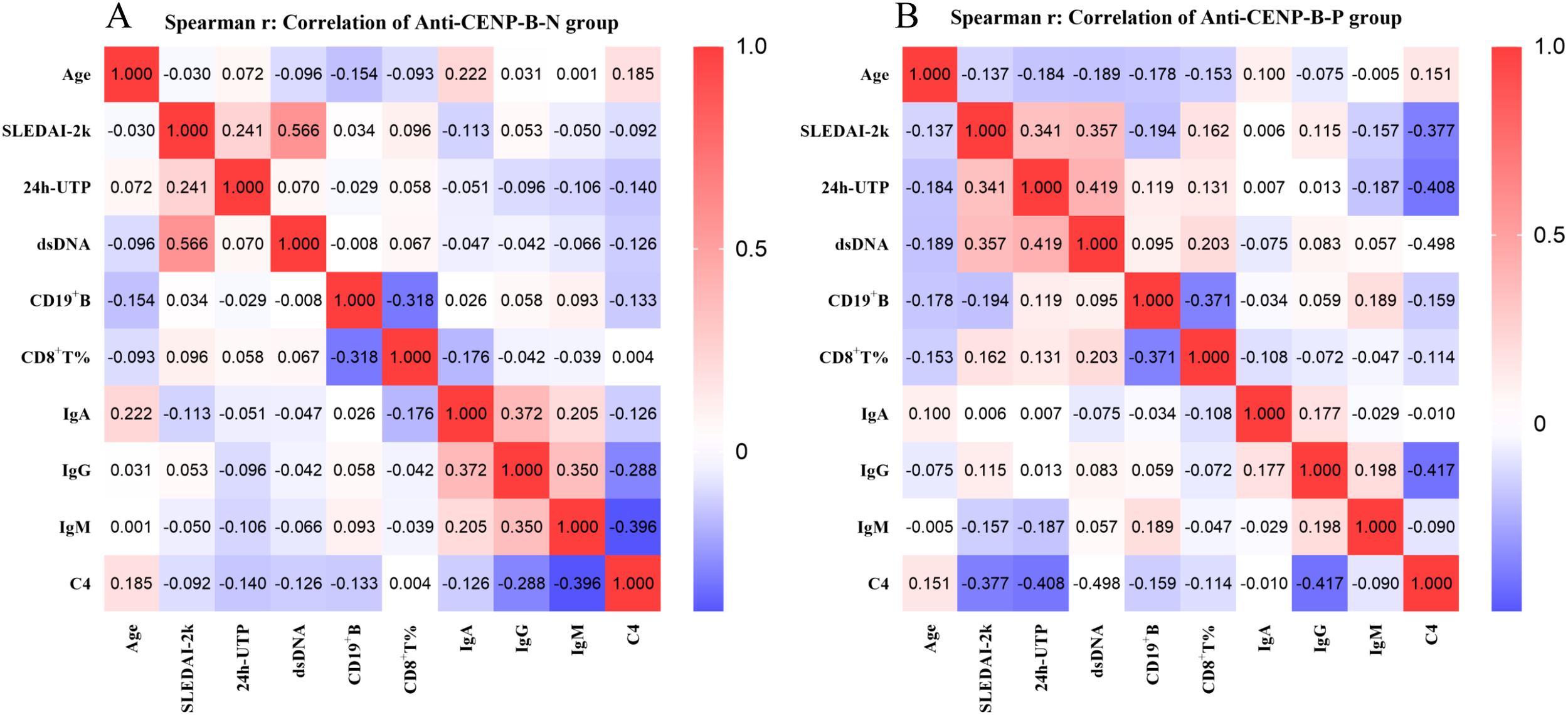 Heatmaps A and B depict Spearman correlation coefficients for the Anti-CENP-B-N and Anti-CENP-B-P groups, respectively. The variables include Age, SLEDAI-2k, 24h-UTP, dsDNA, CD19⁺B, CD8⁺T%, IgA, IgG, IgM, and C4. Correlation values range from -1 to 1, shown in a gradient from blue to red, indicating negative to positive correlations. High positive correlations appear in red, while high negative ones appear in blue.