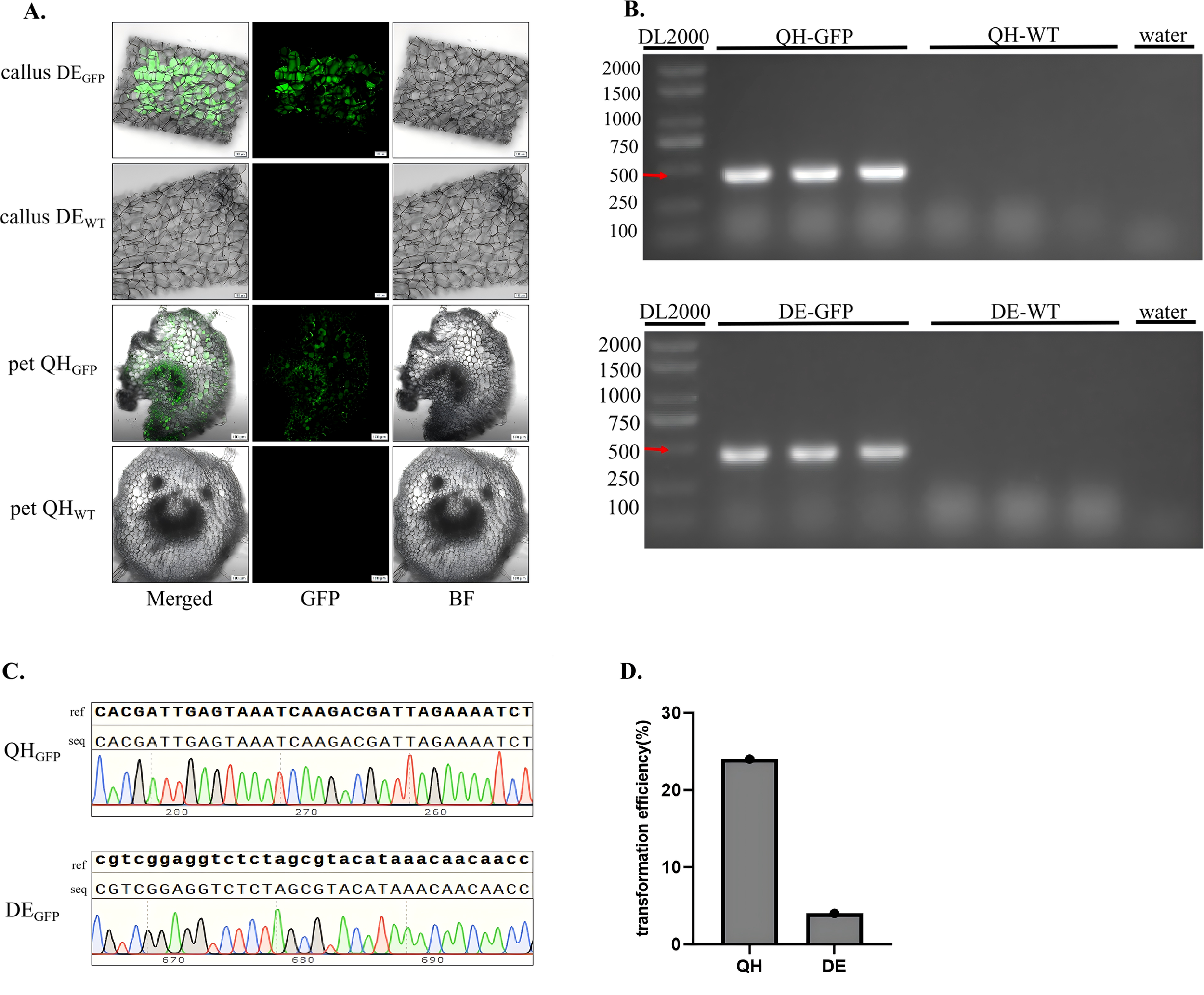 A. Four panels show callus and petal tissue samples with GFP fluorescence and bright field images. B. Two gel electrophoresis images display DNA bands for different treatments. C. Two chromatograms show DNA sequencing results for QH_GFP and DE_GFP. D. Bar graph compares transformation efficiency between QH and DE, with QH having higher efficiency.