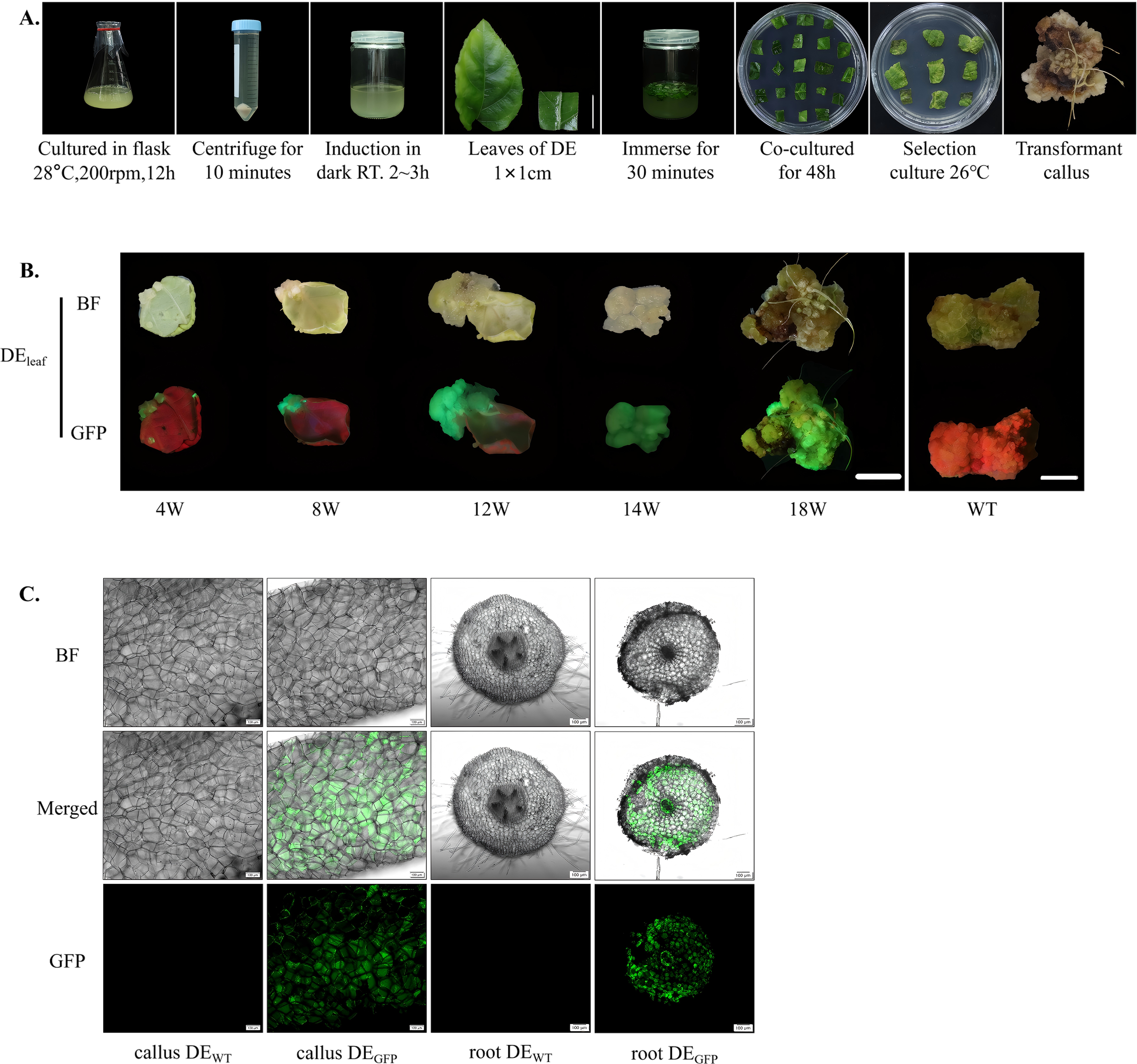 A series of three panels showing a plant transformation and observation process. Panel A depicts the transformation steps including culturing, centrifugation, induction, and co-culturing resulting in a transformant callus. Panel B shows bright field (BF) and green fluorescent protein (GFP) images of plants over time, from 4 weeks to wild type (WT). Panel C presents microscopic images of callus and root tissues under BF, merged, and GFP conditions, highlighting the differences between transformed and wild-type specimens.