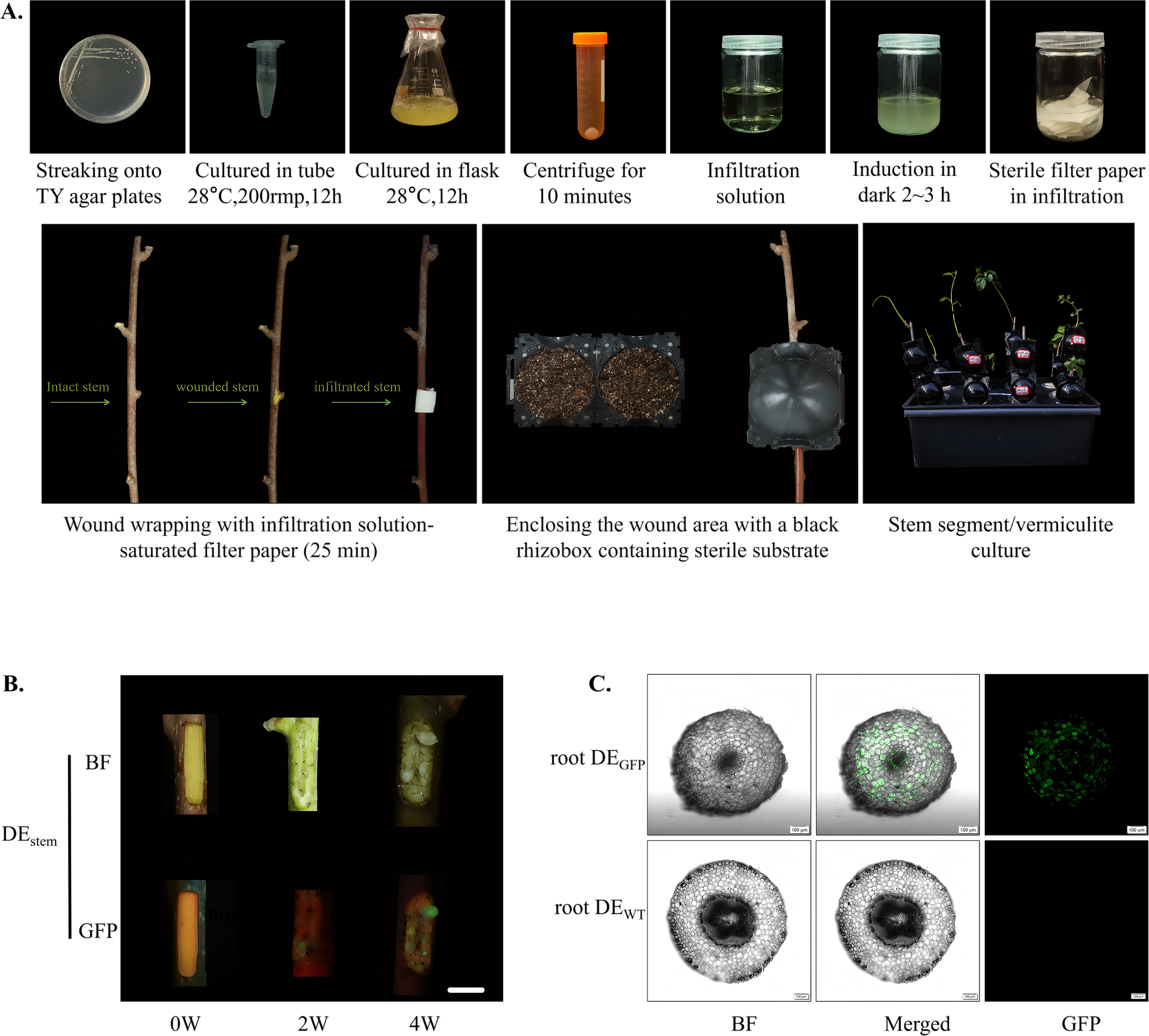 A. A series of images showing the preparation process for plant stem infiltration: streaking on agar plates, culturing in tube and flask, centrifugation, infiltration, and wrapping the wound area with filter paper and substrate. B. Images of stem sections at different weeks showing bright field (BF) and GFP fluorescence. C. Comparison of root cross-sections showing BF, merged, and GFP images for DE_GFP and DE_WT samples.