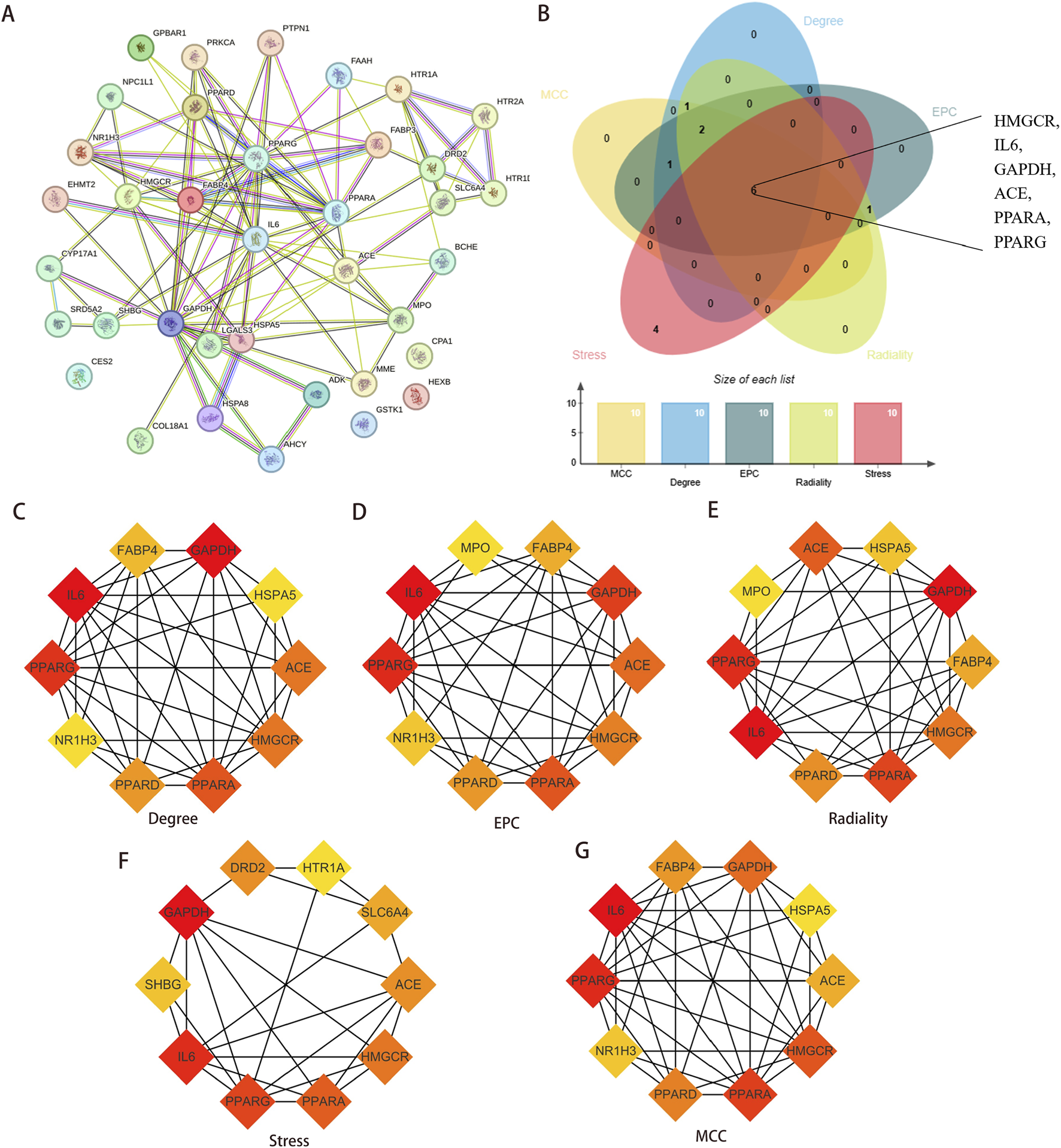 A multi-panel scientific figure shows protein-protein interaction networks and key regulatory gene analyses. Panel A displays a circular protein interaction network with nodes and colored lines. Panel B presents a Venn diagram overlapping several gene lists and names shared genes including HMGCR, IL6, GAPDH, ACE, PPARA, and PPARG, with a lower bar chart summarizing list sizes. Panels C-G show circular network diagrams identifying top genes by different network metrics: Degree, EPC, Radiality, Stress, and MCC, with nodes colored red to yellow based on relevance or ranking.