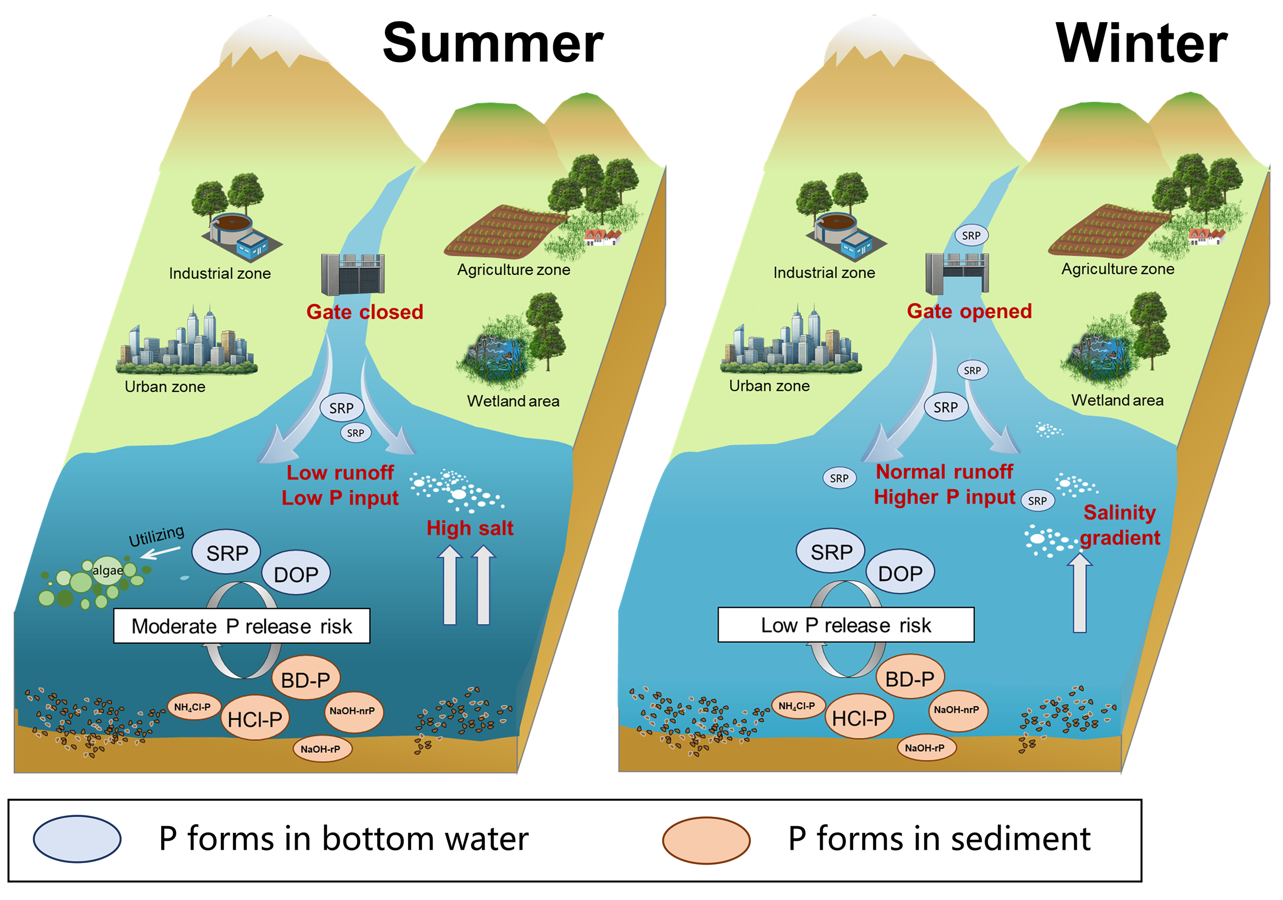 Diagram comparing phosphorus dynamics in a water system during summer and winter. In summer, a closed gate results in low runoff and phosphorus input, with high salt levels and moderate phosphorus release risk. In winter, an open gate allows normal runoff and higher phosphorus input with salinity gradient and low release risk. Zones include urban, industrial, agriculture, and wetlands. Key forms of phosphorus in bottom water and sediment are labeled, such as SRP, DOP, BD-P, and HCl-P.