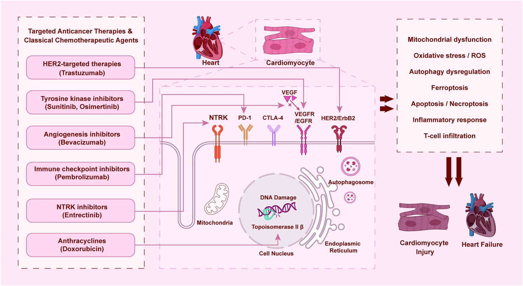 Infographic showing mechanisms by which targeted anticancer therapies and chemotherapeutic agents cause heart and cardiomyocyte injury leading to heart failure, highlighting key cellular targets and resulting pathologies such as mitochondrial dysfunction, apoptosis, and inflammatory responses.