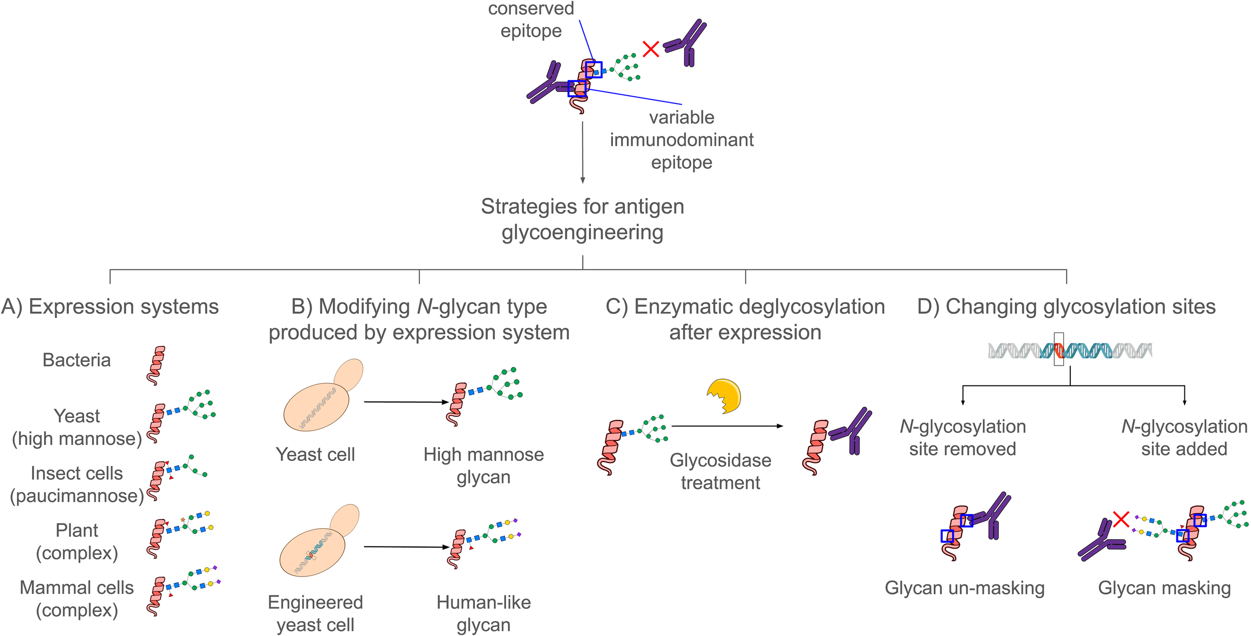 Diagram illustrating the main strategies for antigen glycoengineering. Four complementary approaches are shown: (A) Selection of the expression system—such as bacteria, yeast, insect, plant, or mammalian cells—each producing distinct glycan profiles. (B) Engineering of the host glycosylation machinery to modify the N-glycan structures synthesized (e.g., generating human-like glycans in yeast instead of high-mannose types). (C) Post-expression enzymatic deglycosylation through glycosidase treatment. (D) Modification of glycosylation sequons within the protein sequence to eliminate existing sites or introduce new ones.