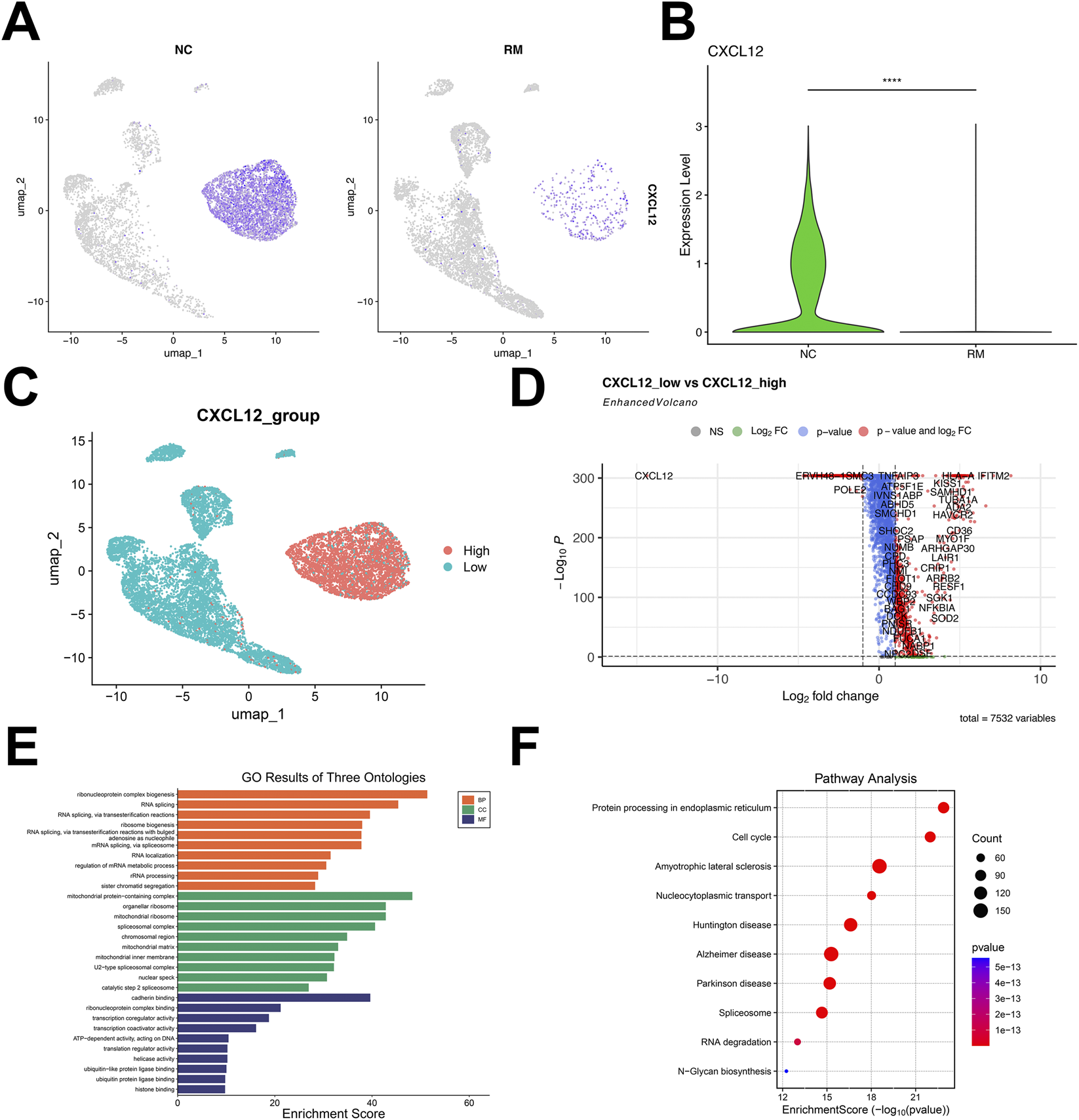 Panel A contains two UMAP plots comparing cell clusters between NC and RM groups, with highlighted clusters in purple. Panel B displays a violin plot showing significantly higher CXCL12 expression in NC compared to RM. Panel C presents a UMAP plot dividing cells into high and low CXCL12 expression groups, marked by red and blue colors. Panel D features a volcano plot of gene expression changes, labeling significant genes, including CXCL12. Panel E is a bar chart summarizing gene ontology results, with categories color-coded by type and enrichment scores represented on the x-axis. Panel F shows a bubble plot of pathway enrichment analysis, ranking pathways by enrichment score, bubble size denoting gene count, and color indicating p-value.