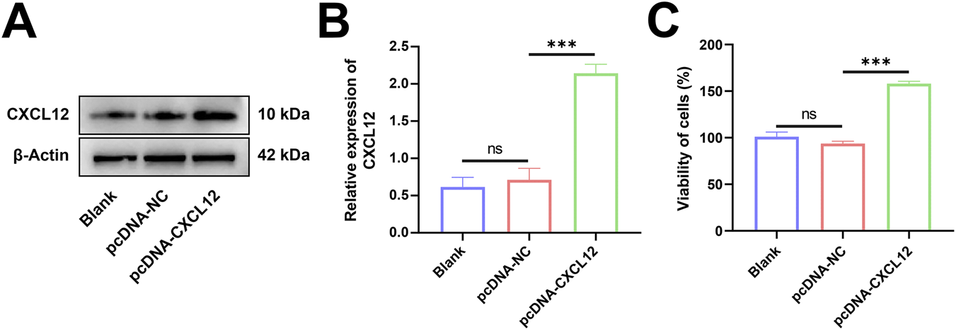 Figure with three panels labeled A, B, and C. Panel A shows Western blot bands for CXCL12 and β-Actin across blank, pcDNA-NC, and pcDNA-CXCL12 samples, with increased CXCL12 in pcDNA-CXCL12. Panel B is a bar graph showing significantly higher CXCL12 expression in pcDNA-CXCL12 compared to others. Panel C is a bar graph indicating cell viability is significantly greater in pcDNA-CXCL12 than in other groups, with statistical significance marked by asterisks.