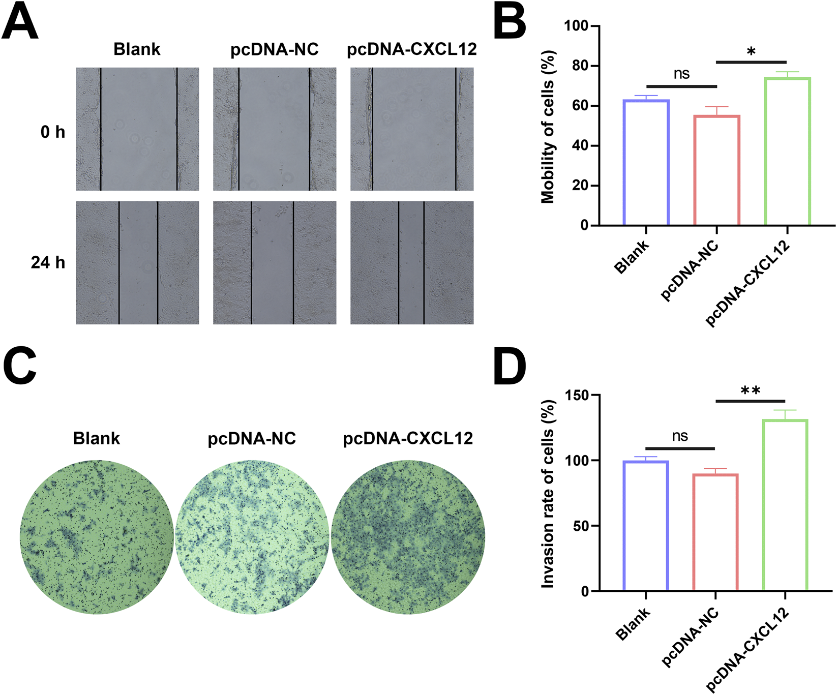 Panel A shows wound healing assay images at zero hours and twenty-four hours for blank, pcDNA-NC, and pcDNA-CXCL12 groups. Panel B presents a bar graph comparing cell mobility among the groups, with pcDNA-CXCL12 showing significantly increased mobility. Panel C displays representative stained images of invasion assays for each group. Panel D is a bar graph quantifying invasion rates, indicating a significant increase in the pcDNA-CXCL12 group compared to controls.