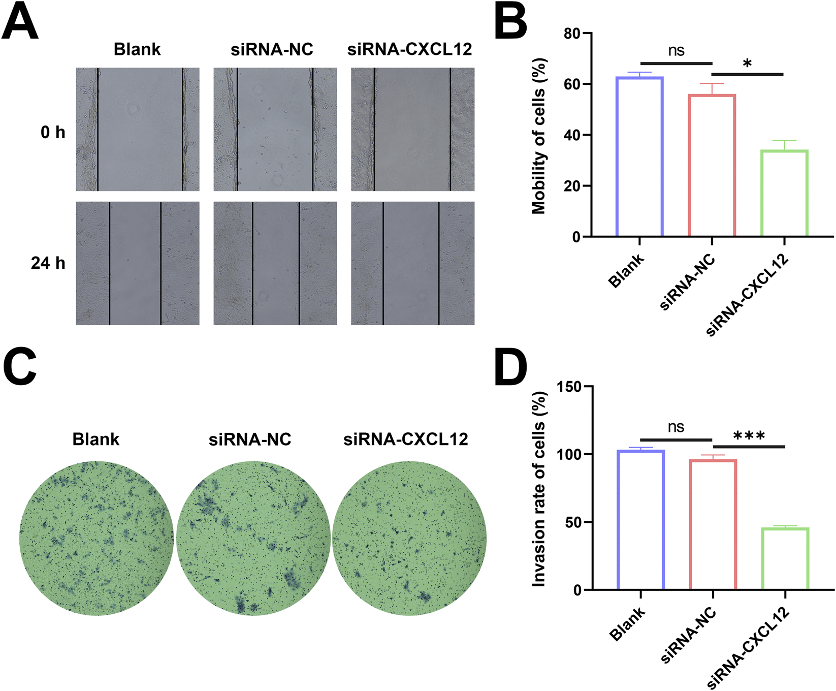 Panel A displays wound healing assay images comparing cell mobility over zero and twenty-four hours among Blank, siRNA-NC, and siRNA-CXCL12 groups. Panel B presents a bar graph quantifying cell mobility percentage across the same groups, indicating a significant reduction in the siRNA-CXCL12 group. Panel C shows stained invasion assay membranes for each group, with noticeably fewer cells in the siRNA-CXCL12 group. Panel D includes a bar graph comparing invasion rates, again demonstrating a pronounced decrease for siRNA-CXCL12 relative to controls. Statistical significance is marked by asterisks in both graphs.