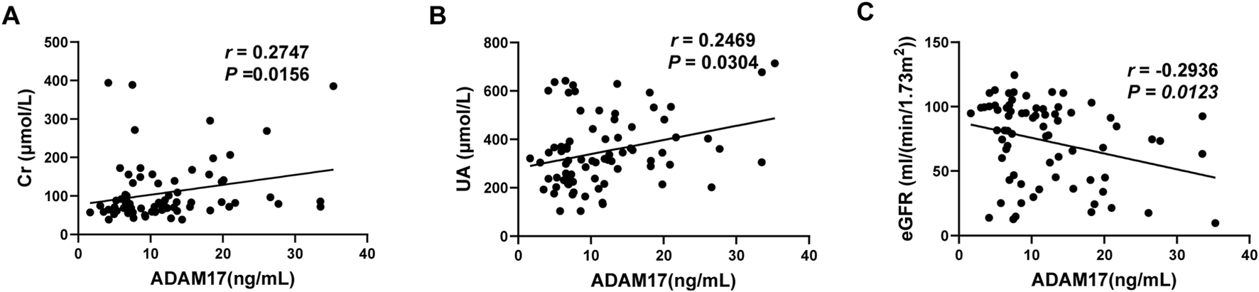 Three scatter plots show the correlation between ADAM17 levels and kidney function parameters. Plot A shows a positive correlation between ADAM17 and creatinine with r = 0.2747 and p = 0.0156. Plot B shows a positive correlation between ADAM17 and uric acid with r = 0.2469 and p = 0.0304. Plot C shows a negative correlation between ADAM17 and estimated glomerular filtration rate (eGFR) with r = -0.2936 and p = 0.0123.