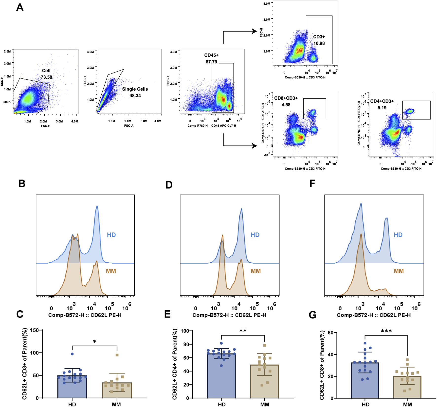 Flow cytometry analysis showing cell gating and expression levels. Panel A displays dot plots with gating for cells, single cells, CD45+, CD3+, CD8+CD3+, and CD4+CD3+ populations. Panels B, D, and F depict histograms comparing CD62L expression in healthy donors (HD) versus multiple myeloma (MM) patients, indicated by blue and orange lines respectively. Panels C, E, and G show bar graphs illustrating the percentage of CD62L+ expression in CD3+, CD4+, and CD8+ T cells, with statistical significance indicated by asterisks (*, **, ***).
