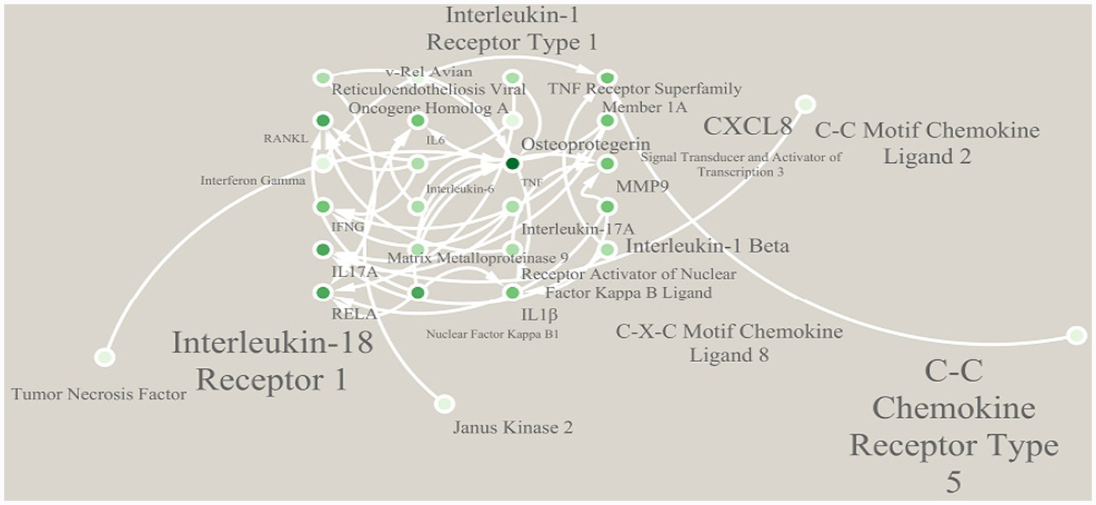 Network diagram illustrating molecular interactions, including Interleukin-1 Receptor Type 1, Interleukin-18 Receptor 1, and C-C Chemokine Receptor Type 5. Nodes are interconnected, depicting relationships among various cytokines, receptors, and signaling molecules such as Interleukin-6, TNF, and Matrix Metalloproteinase 9.