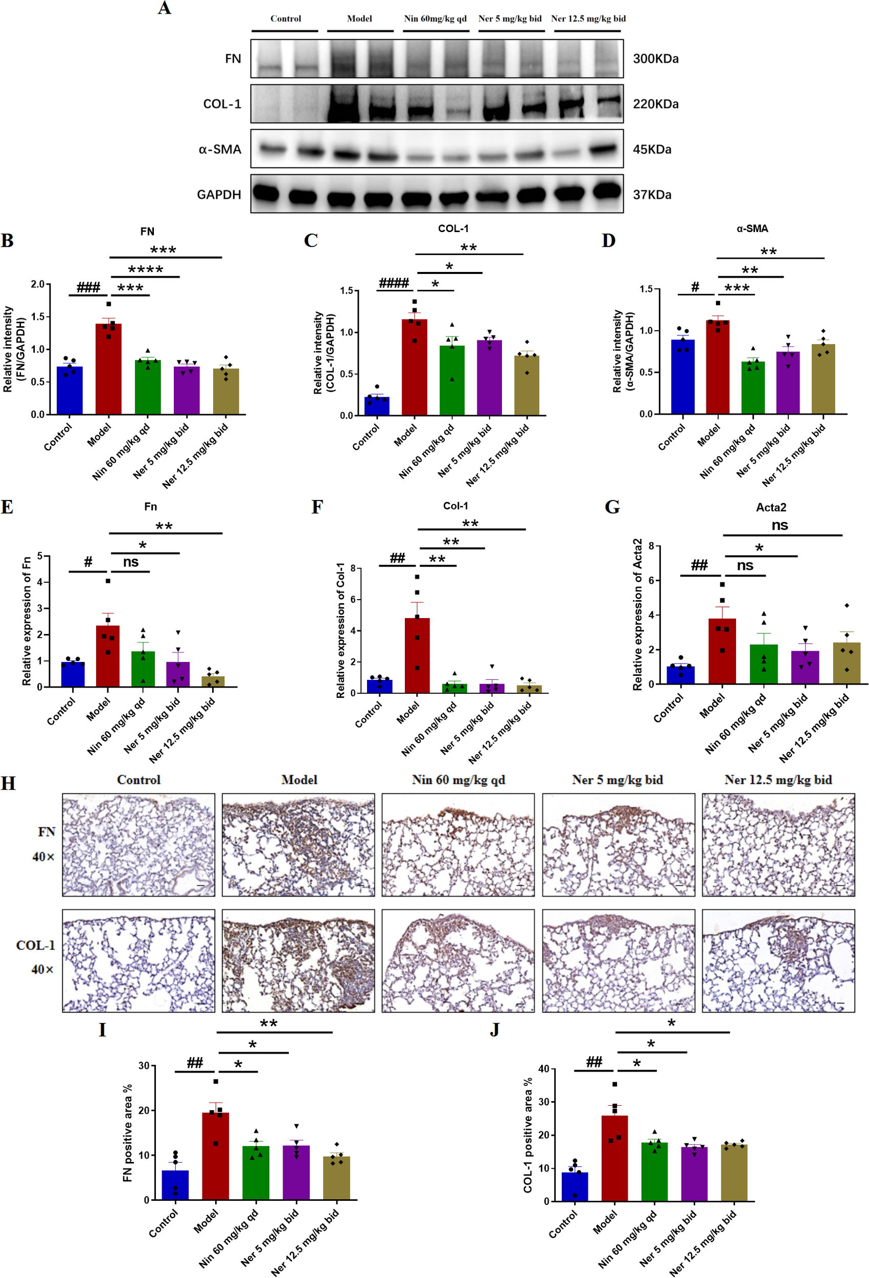 Scientific figure showing western blots, bar graphs, immunohistochemistry images, and quantification related to fibronectin (FN), collagen-1 (COL-1), and alpha-SMA expression in lung tissues across control, model, and drug-treated groups, with statistical significance indicated by asterisks and hashes.
