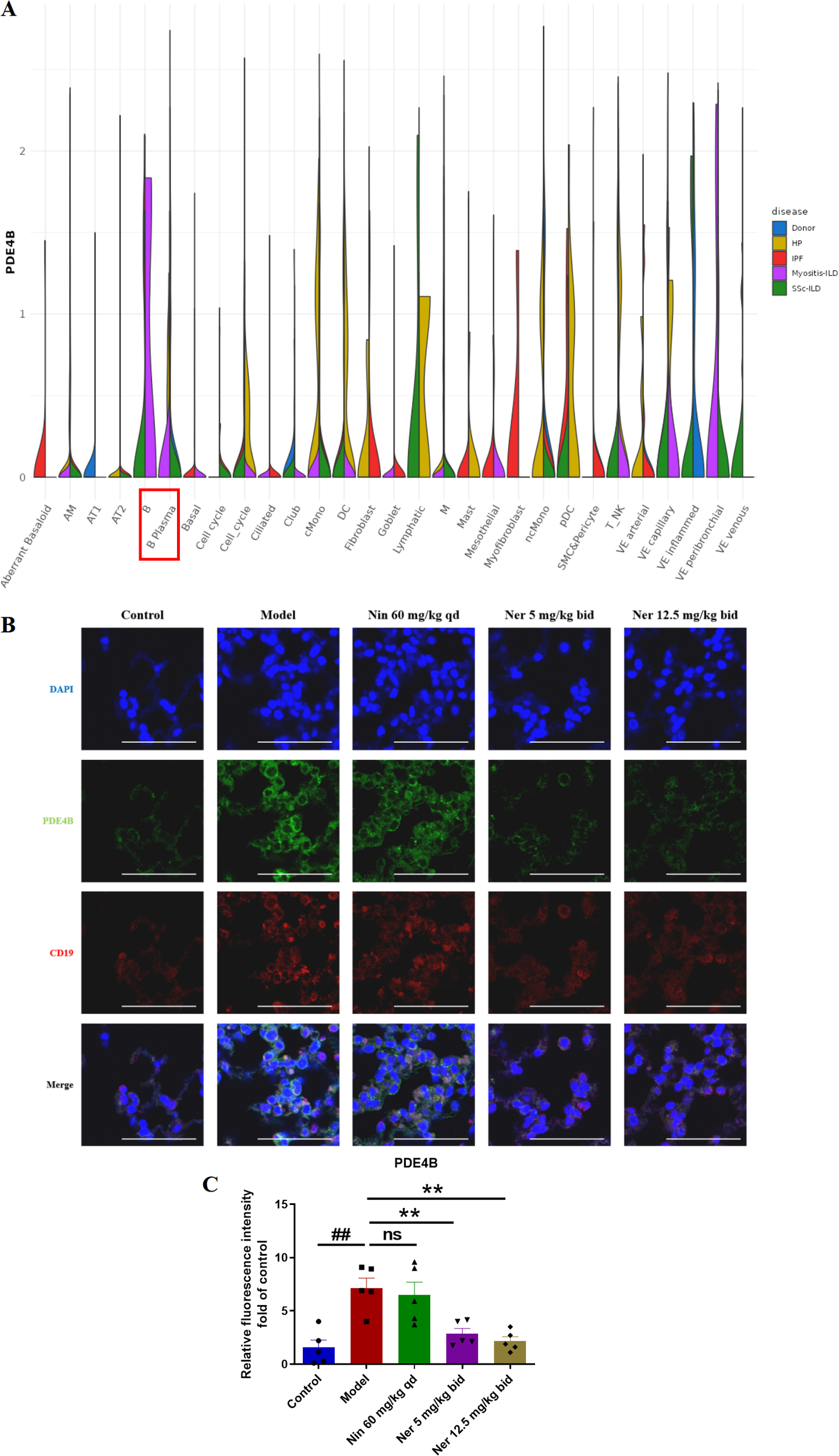 Panel A displays a violin plot showing PDE4B expression across various lung cell types and diseases, with color-coded groups for Donor, HP, IPF, Myositis-ILD, and SSc-ILD. Panel B presents immunofluorescence images of lung tissue from five conditions, stained for DAPI, PDE4B, and CD19, with a merged row for colocalization. Panel C contains a bar graph quantifying relative PDE4B fluorescence intensity fold change compared to control, indicating statistical significance between groups.