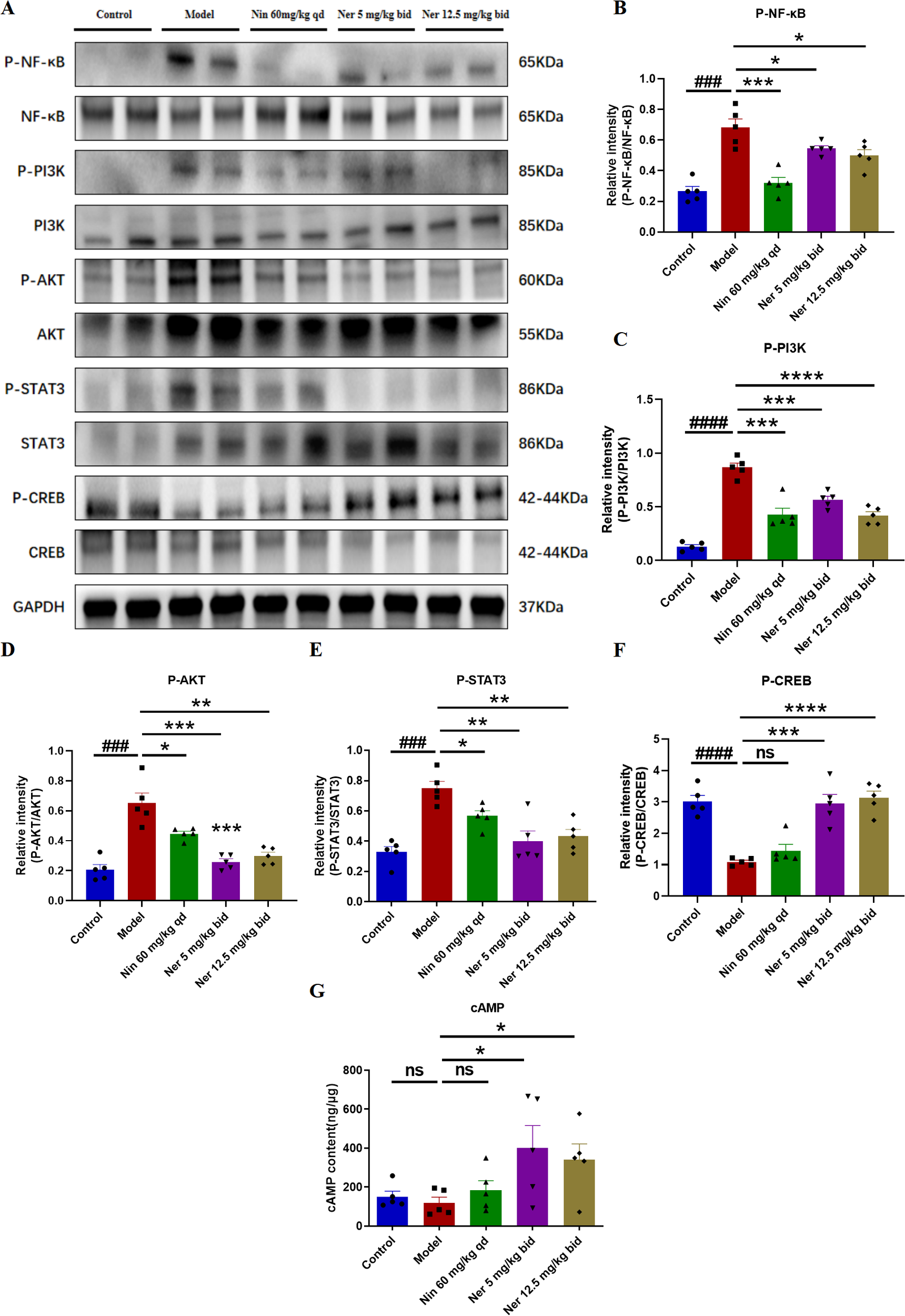 Western blot analysis compares protein expression across groups: Control, Model, Nin 60 mg/kg qd, Ner 5 mg/kg bid, and Ner 12.5 mg/kg bid for P-NF-κB, NF-κB, P-PI3K, PI3K, P-AKT, AKT, P-STAT3, STAT3, P-CREB, CREB, and GAPDH. Accompanying bar graphs (B–G) quantify the relative protein intensities and cAMP content, indicating significant differences between treatments and controls using statistical markers.