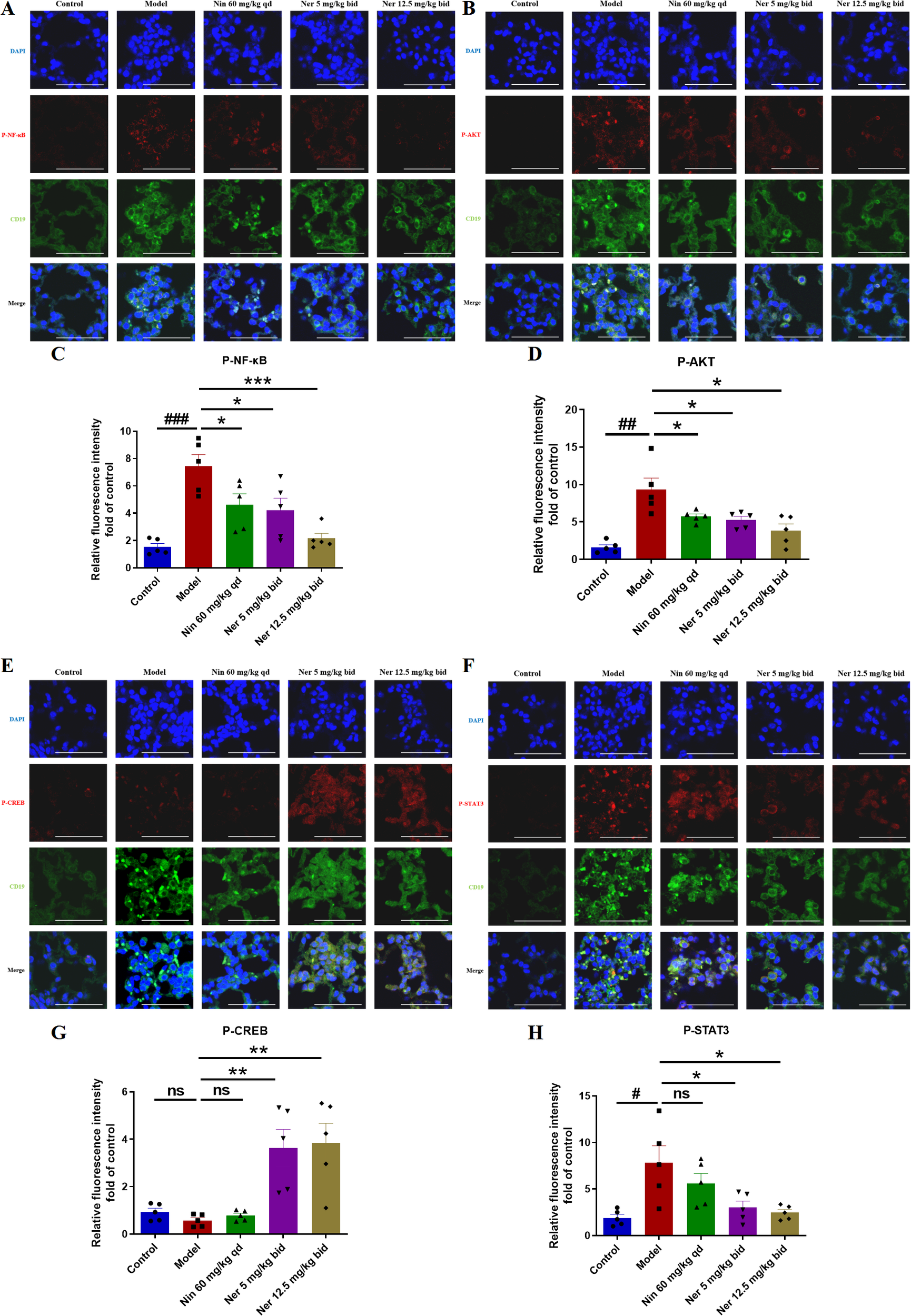 Fluorescence microscopy images display immunostaining for DAPI (blue), P-NF-kB, P-AKT, P-CREB, and P-STAT3 (red), and CD19 (green) in 5 experimental groups: Control, Model, Nintedanib 60 mg/kg qd, and Nerandomilast 5 and 12.5 mg/kg bid. Overlapping images show co-localization. Bar graphs below each panel quantify relative fluorescence intensity for each phosphorylated protein, with significant differences between groups indicated by asterisks or hashtags. Statistical annotations compare treatment effects on activated signaling proteins in the experimental design.