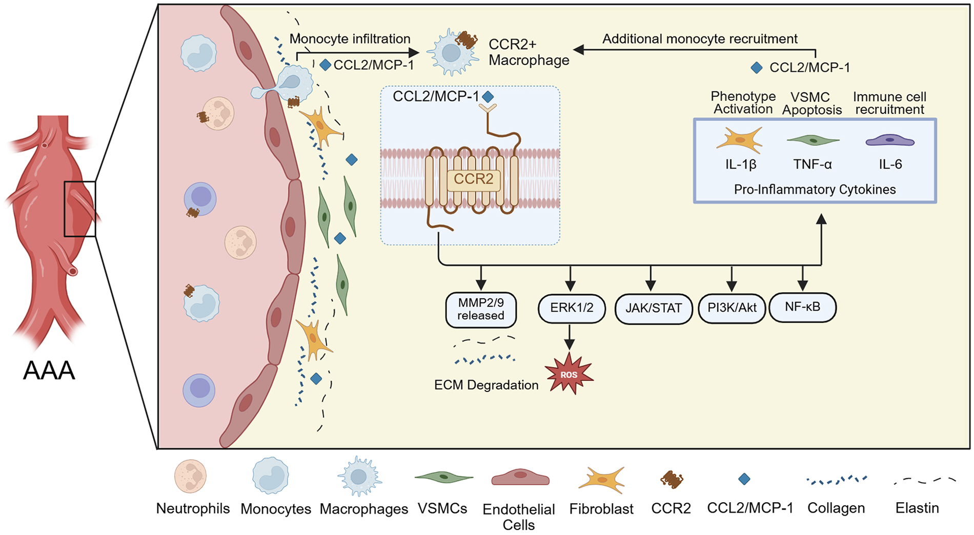 Diagram illustrating the molecular mechanisms involved in an abdominal aortic aneurysm (AAA). Includes monocyte infiltration and CCR2+ macrophage recruitment triggered by CCL2/MCP-1. Displays pro-inflammatory cytokines like IL-1 beta, TNF-alpha, and IL-6 leading to VSMC apoptosis. Detail on ECM degradation, signaling pathways (ERK1/2, JAK/STAT, PI3K/Akt, NF-kB), and released MMP2/9. Symbol key indicates neutrophils, monocytes, macrophages, VSMCs, endothelial cells, fibroblasts, CCR2, CCL2/MCP-1, collagen, and elastin.