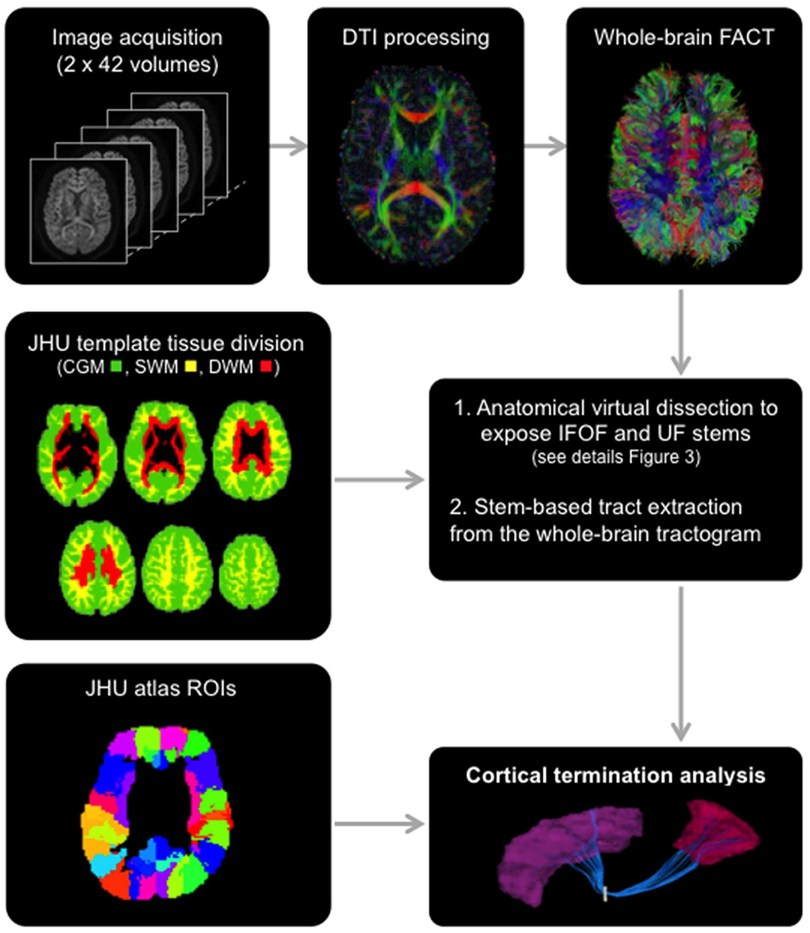 Frontiers Cortical Terminations Of The Inferior Fronto