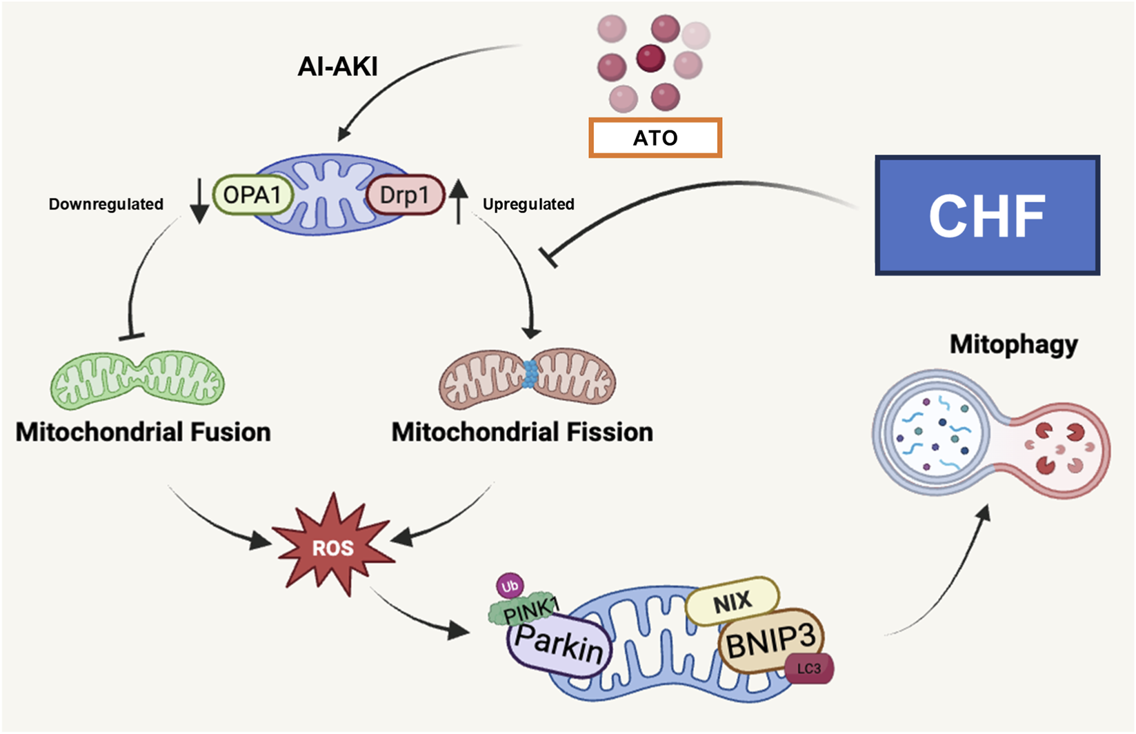 Flowchart depicting mitochondrial dynamics in AI-AKI and CHF. Mitochondrial fusion, with OPA1 downregulation, and fission, with Drp1 upregulation, affect mitochondrial processes. ATO influences AI-AKI, leading to changes in fusion and fission, generating ROS. ROS impacts mitophagy, involving PINK1, Parkin, NIX, BNIP3, and LC3. CHF is outlined in blue.