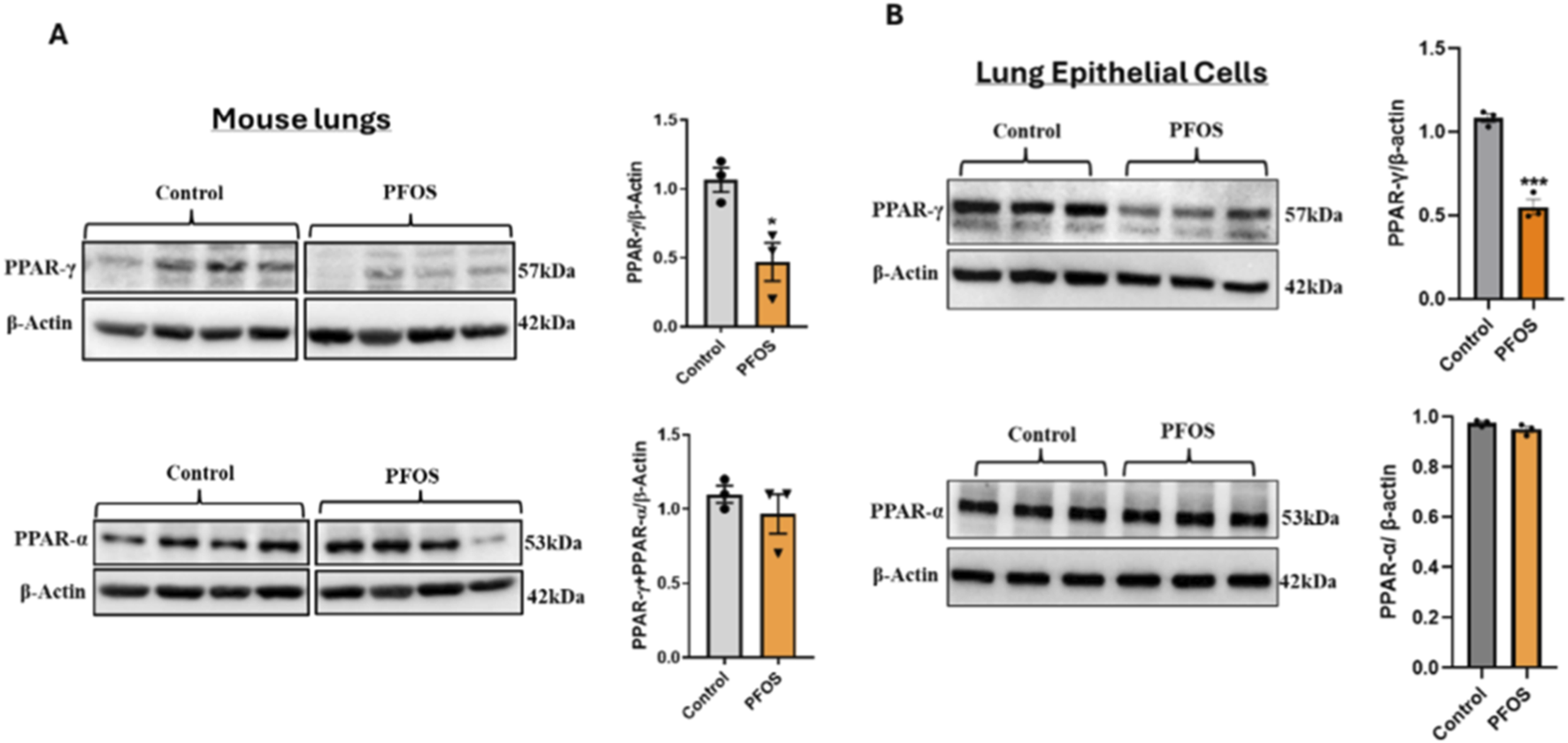 Comparison of PPAR-γ and PPAR-α protein expression levels in mouse lungs and lung epithelial cells. Panel A shows decreased PPAR-γ expression in PFOS-treated mouse lungs versus control. Panel B shows decreased PPAR-γ and similar PPAR-α expression in PFOS-treated lung epithelial cells versus control. Each panel includes Western blot images and corresponding bar graphs, with graphs illustrating a significant reduction in PPAR-γ expression in PFOS conditions. Protein levels are normalized to β-Actin, with molecular weights indicated.