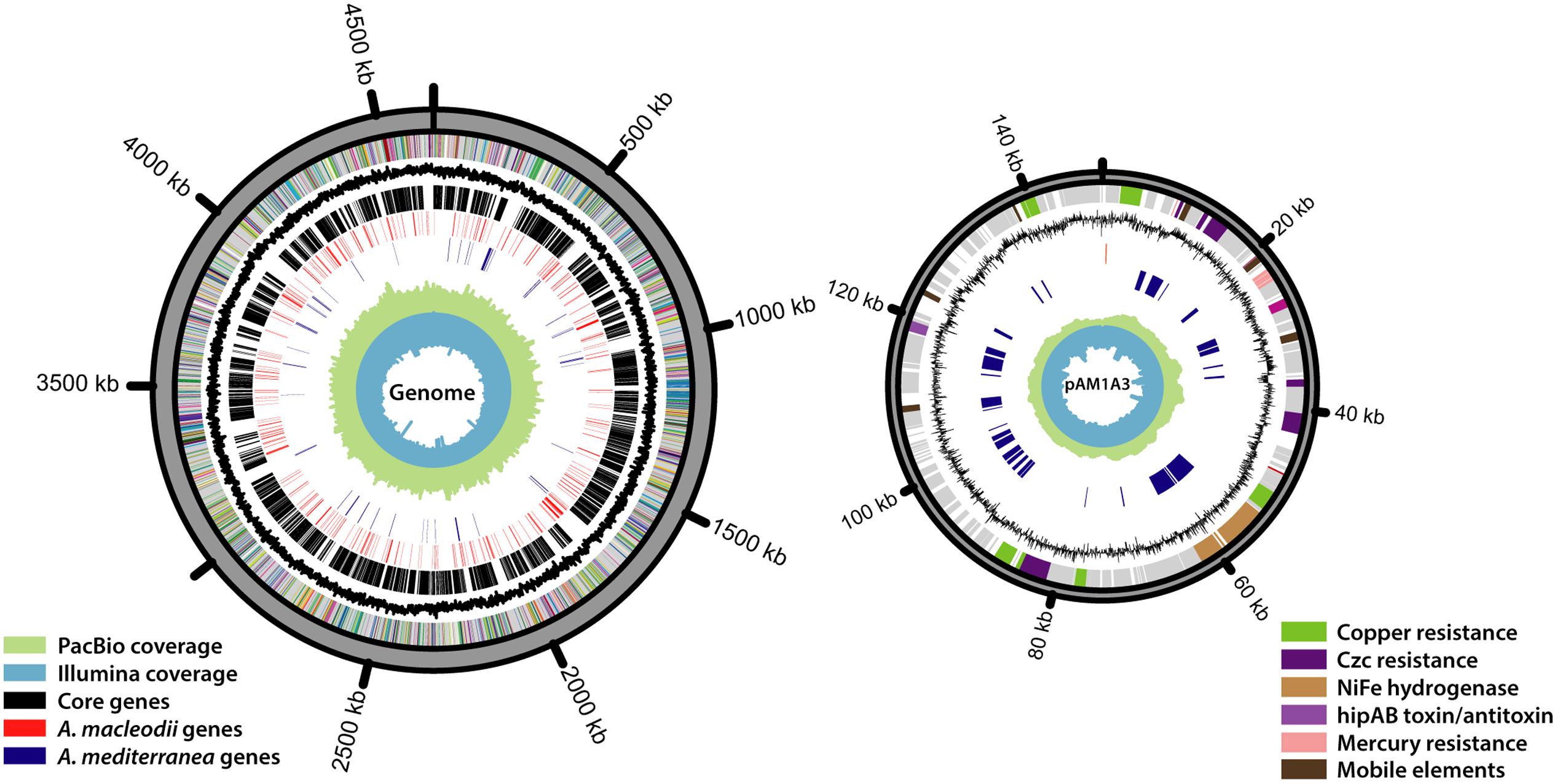 Frontiers | Why Close a Bacterial Genome? The Plasmid of Alteromonas