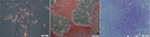 www.frontiersin.org