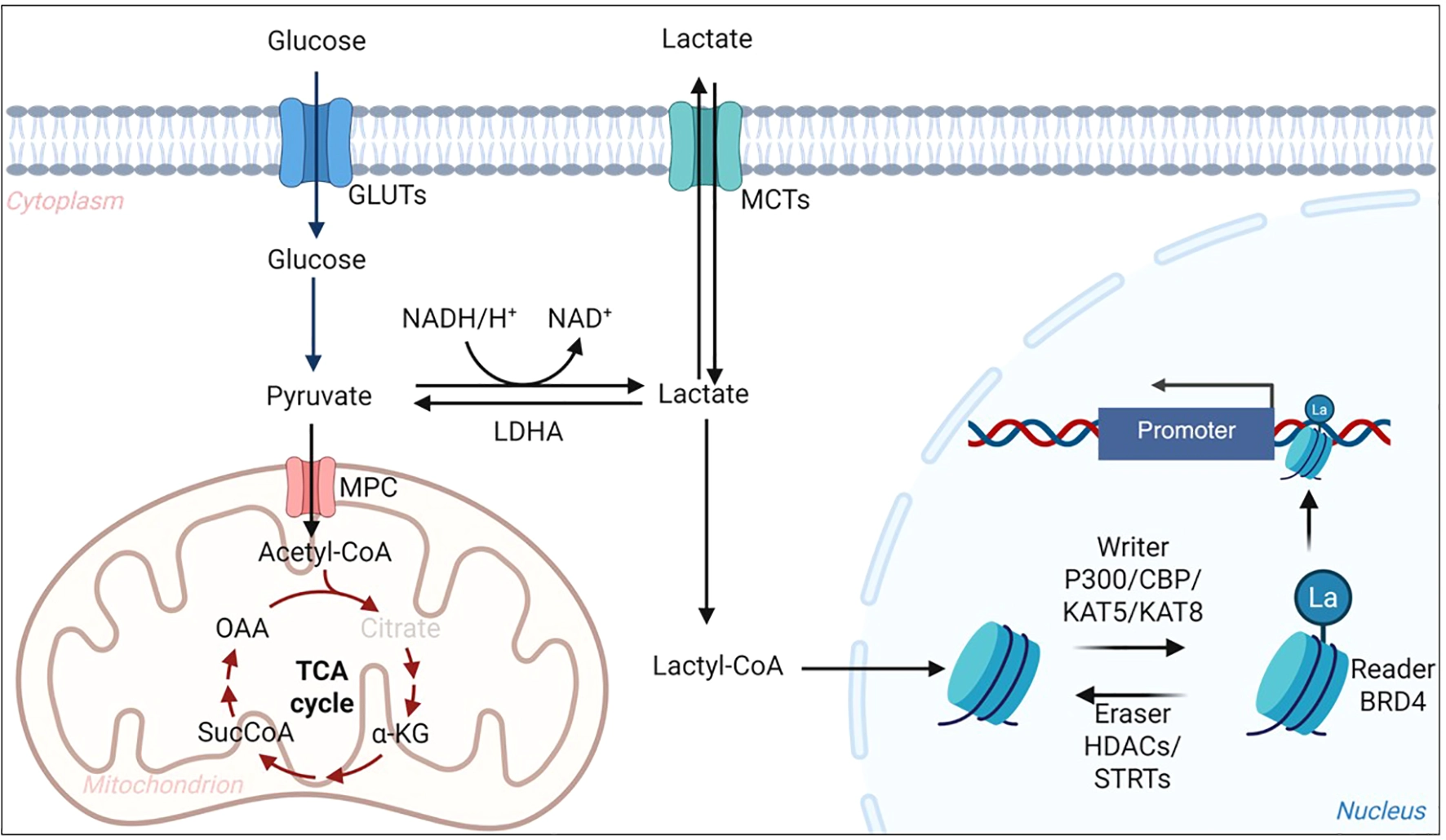 Illustration of glucose metabolism showing glucose uptake via GLUT transporters, conversion to pyruvate, entry into mitochondria for the TCA cycle, alternative conversion to lactate by LDHA, and lactate movement via MCT transporters. Lactate-derived lactyl-CoA enters the nucleus, where histone lactylation is regulated by writer (P300/CBP/KAT5/KAT8), eraser (HDACs/STRTs), and reader (BRD4) proteins, influencing gene promoters.