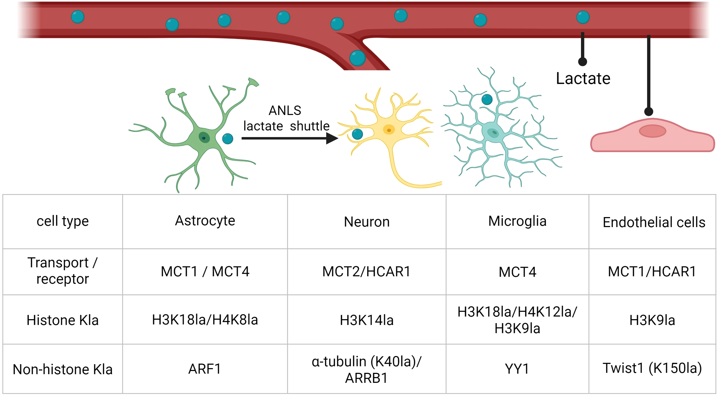 Diagram shows lactate transport in the brain with astrocytes, neurons, microglia, and endothelial cells. Table below compares cell types, their lactate transporters or receptors, histone lysine lactylation (Kla) sites, and non-histone Kla targets.