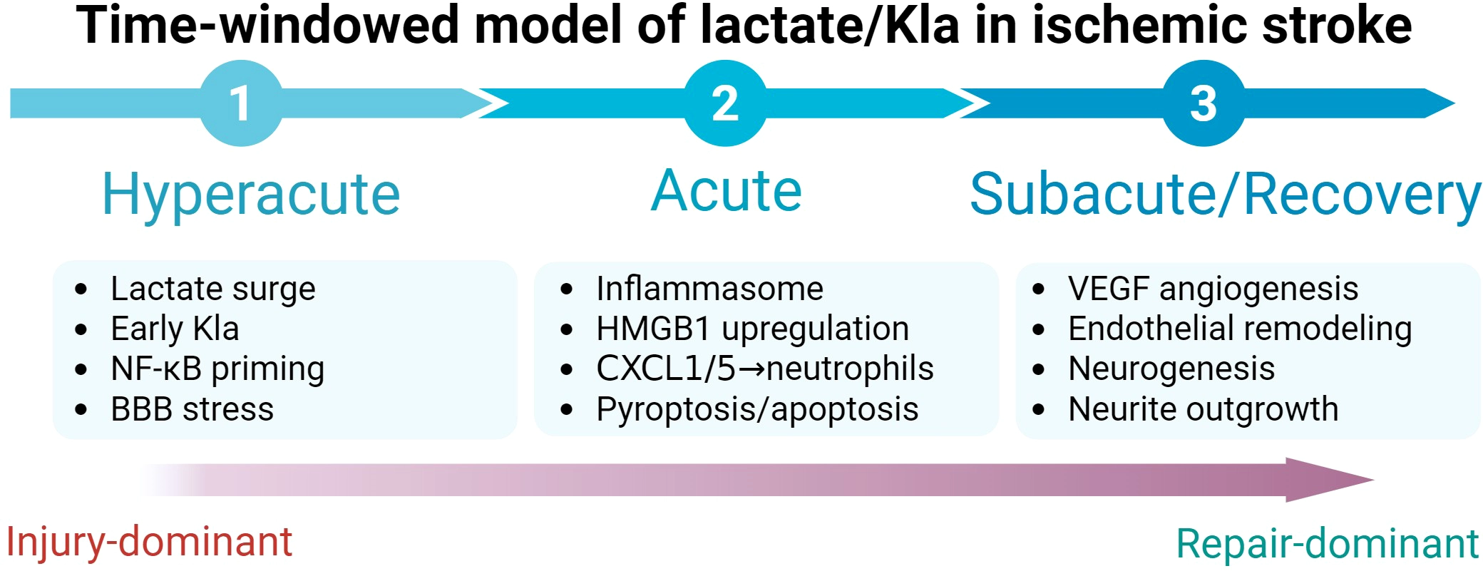 Infographic illustrating a time-windowed model of lactate and lysine lactylation (Kla) in ischemic stroke through three stages: hyperacute with lactate surge and blood-brain barrier stress, acute with inflammasome activation and neutrophil recruitment, and subacute or recovery phase with VEGF angiogenesis, endothelial remodeling, neurogenesis, and neurite outgrowth. A gradient arrow beneath the stages shows a transition from injury-dominant to repair-dominant processes.