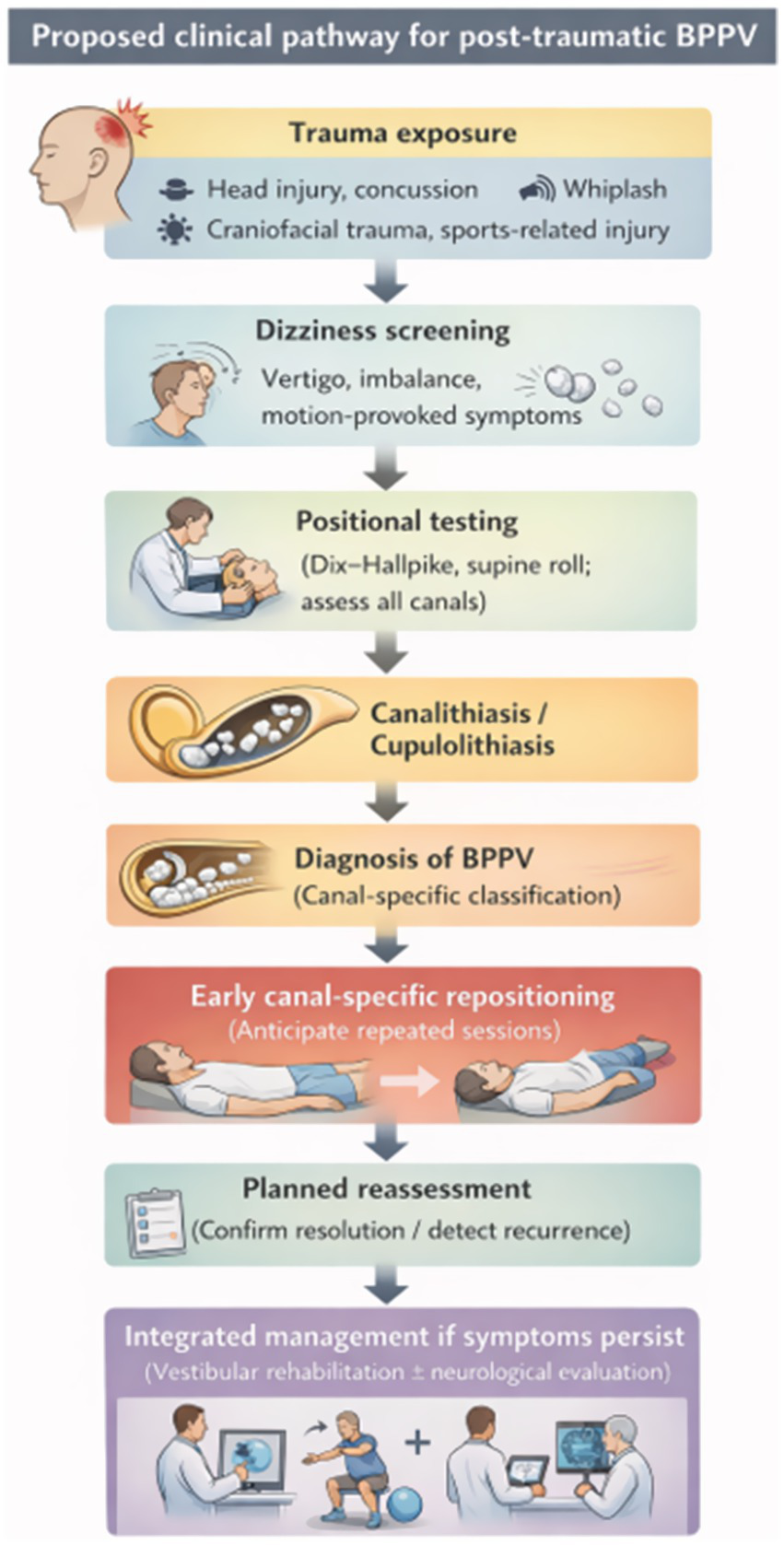 Flowchart outlining the clinical pathway for post-traumatic BPPV. It starts with trauma exposure, including head injury and whiplash, followed by dizziness screening for vertigo and imbalance. Positional testing is next, using methods like Dix-Hallpike. If canalisthiasis or cupulolithiasis is diagnosed, canal-specific repositioning is conducted, anticipating repeated sessions. Planned reassessment follows to confirm resolution or detect recurrence. If symptoms persist, integrated management, including vestibular rehabilitation and neurological evaluation, is advised. The chart uses visual aids to depict each step.